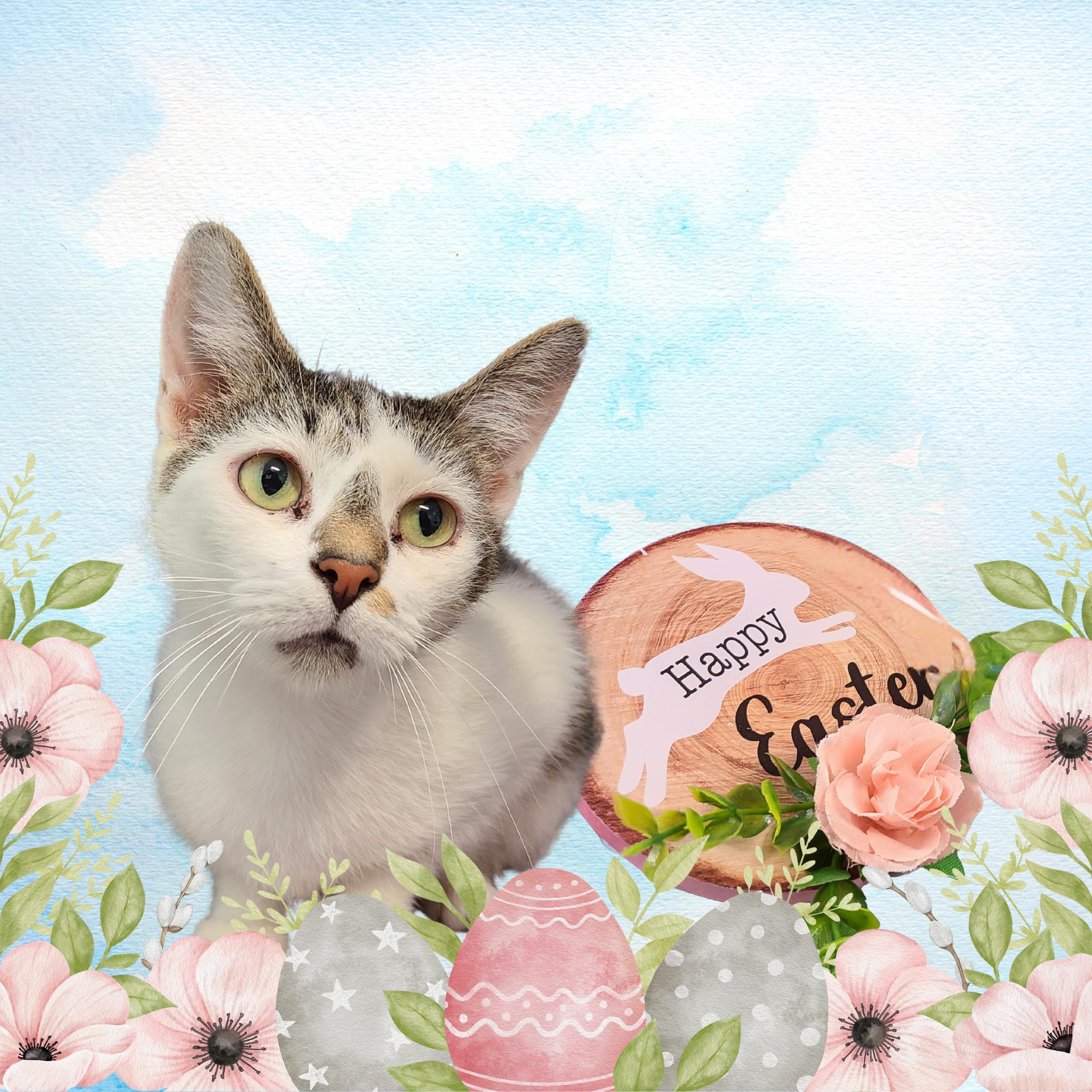 Enlarge Amour, a Adoptable Domestic Short Hair in Florenceville, NB image 1/1