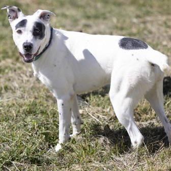 Rocket, Adoptable, Adult Male Mixed Breed.