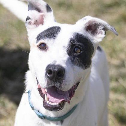 Enlarge Rocket, a Adoptable Mixed Breed in Novelty, OH image 2/5