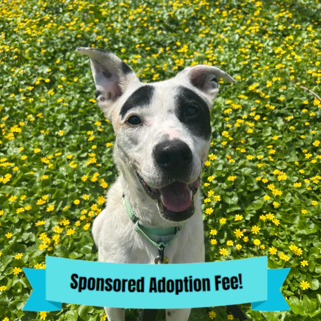 Enlarge Rocket, a Adoptable Mixed Breed in Novelty, OH image 3/5