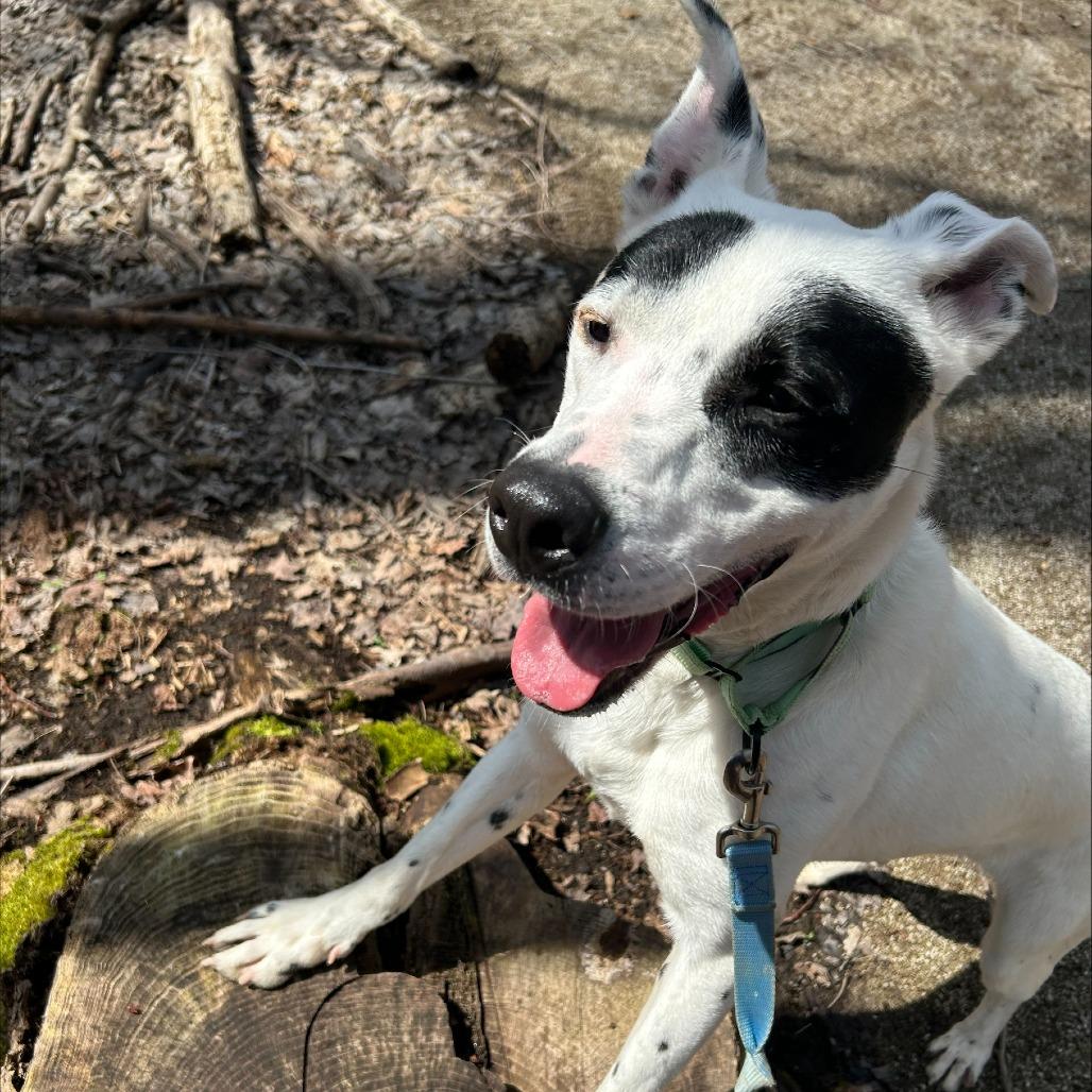 Enlarge Rocket, a Adoptable Mixed Breed in Novelty, OH image 4/5