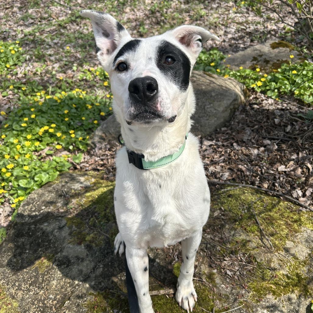 Enlarge Rocket, a Adoptable Mixed Breed in Novelty, OH image 5/5