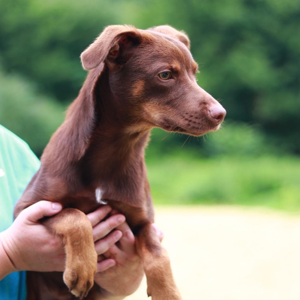Enlarge CT Trooper, a Adoptable mixed breed in Stormville, NY image 1/6