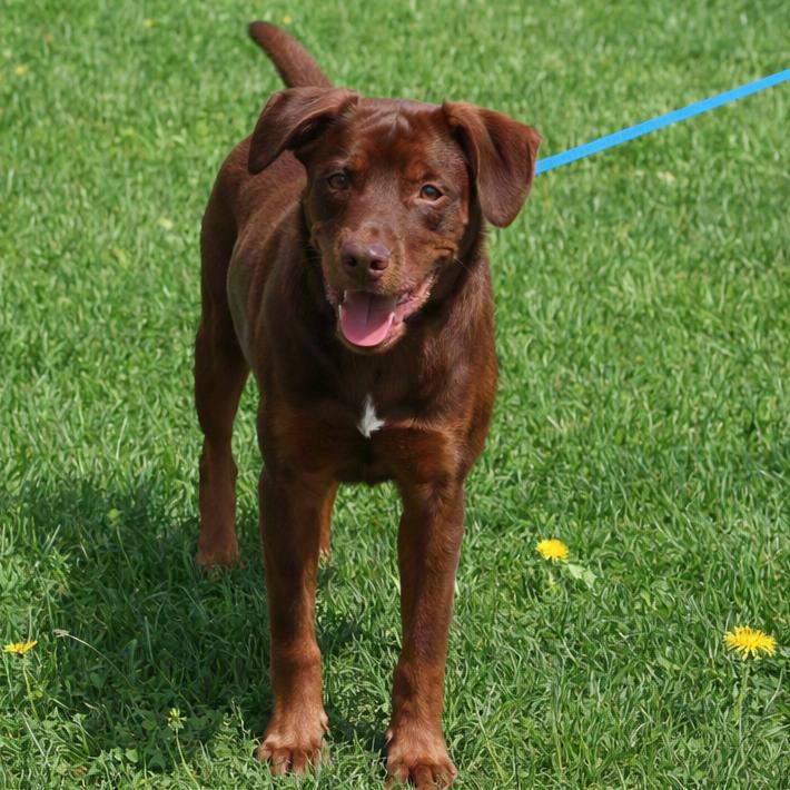CT Trooper, a Adoptable mixed breed in Stormville, NY image 2/6