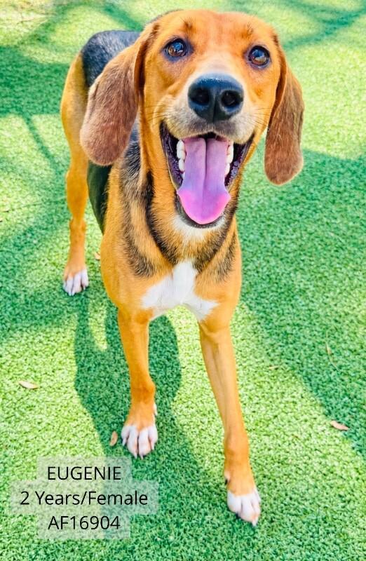 Eugenie, Adoptable, Adult Female Foxhound.