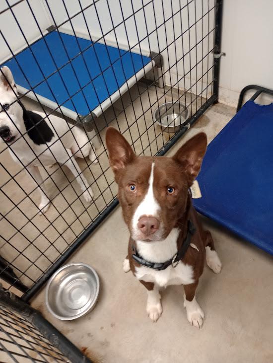 Enlarge Cajun, a Adoptable mixed breed in Blue Earth, MN image 1/1