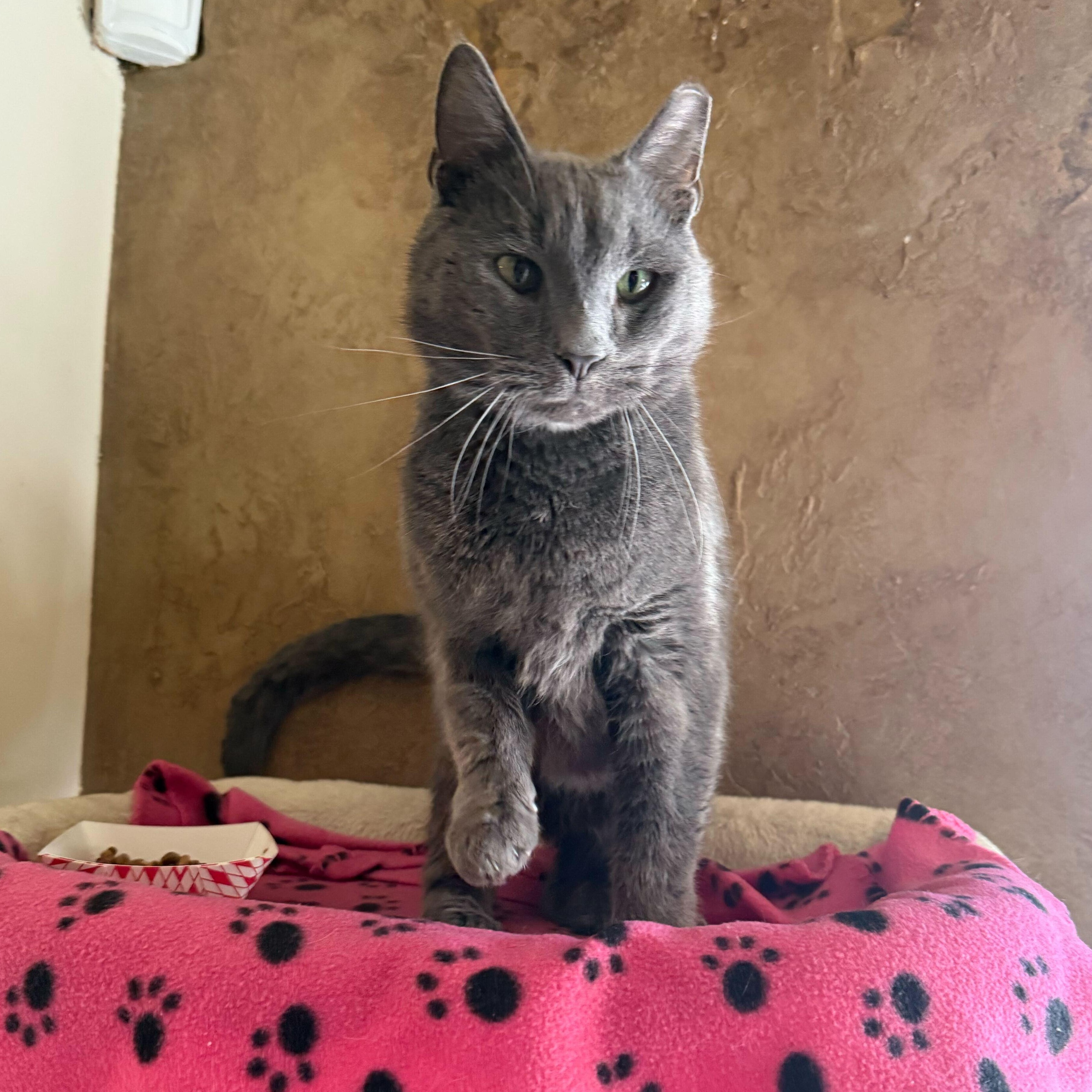 Enlarge Hayes, an adopted Domestic Short Hair in East Brunswick, NJ image 2/4