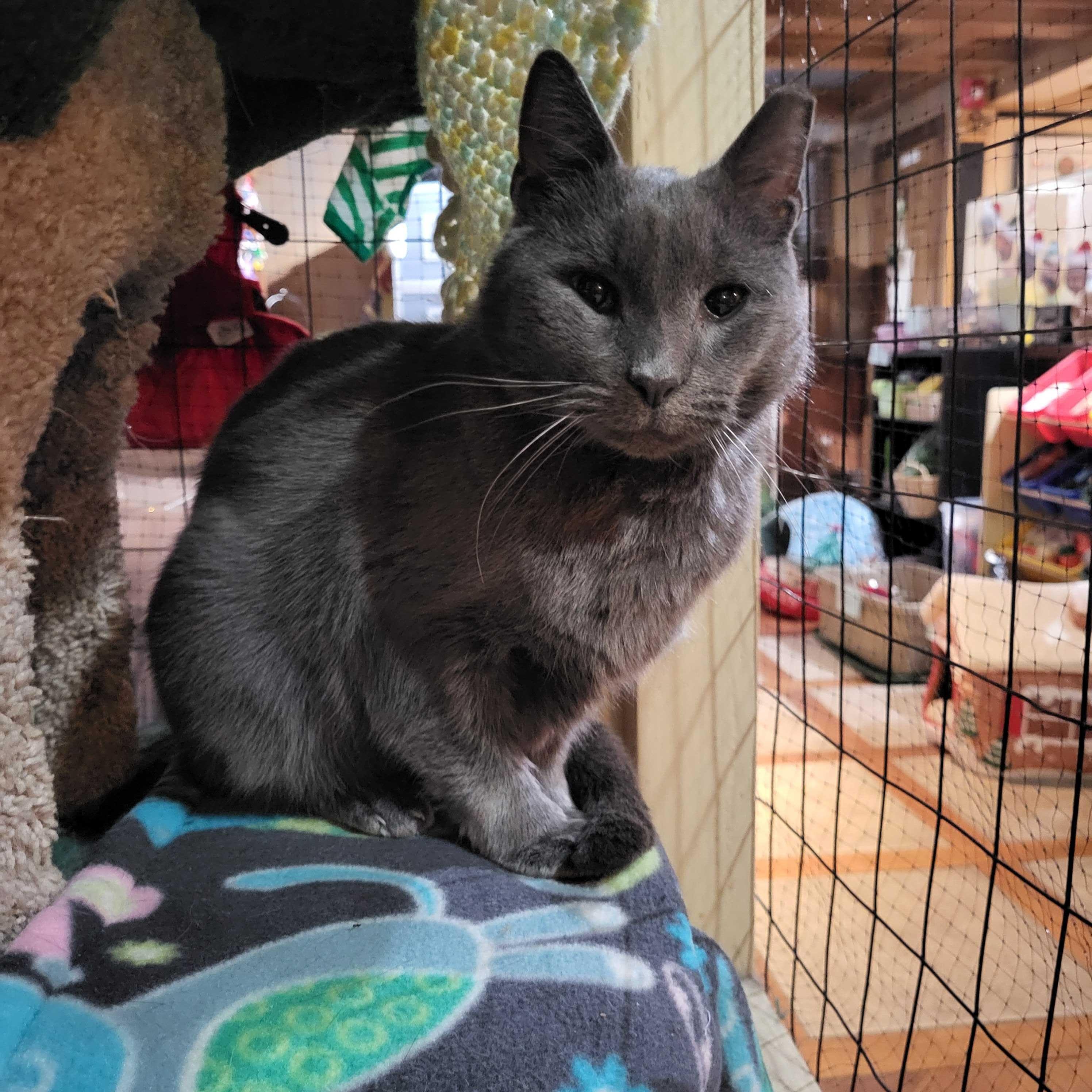 Hayes, adopted, Adult Male Domestic Short Hair.