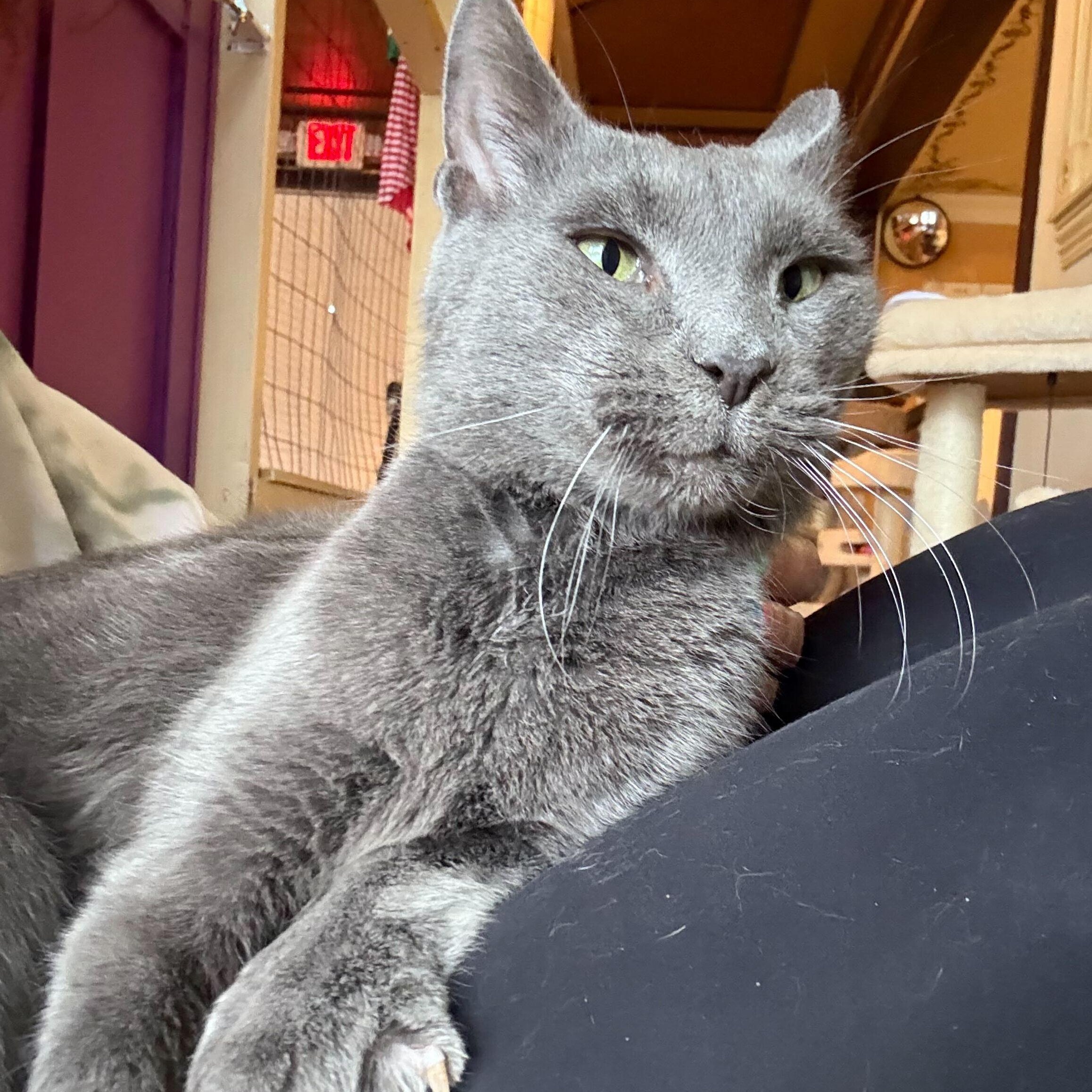 Enlarge Hayes, an adopted Domestic Short Hair in East Brunswick, NJ image 4/4