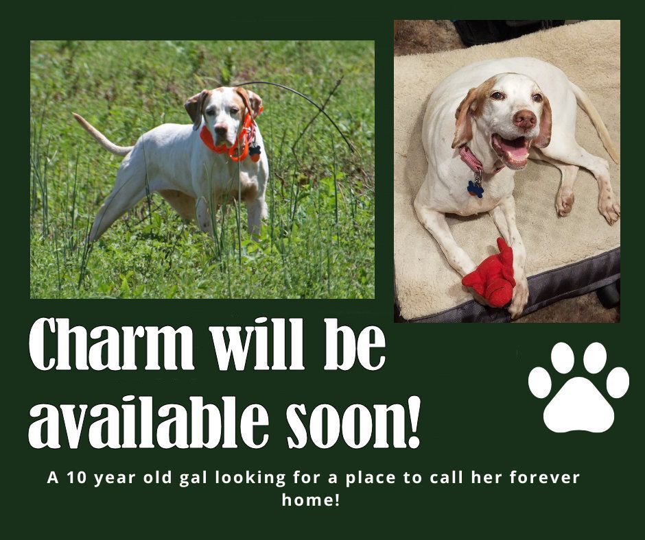 Charm (FL), Adoptable, Adult Female English Pointer.