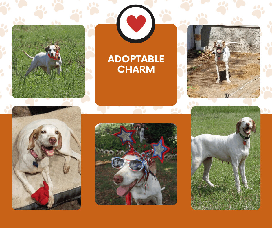 Charm (FL), a Adoptable English Pointer in Bridgeton, NJ image 2/2