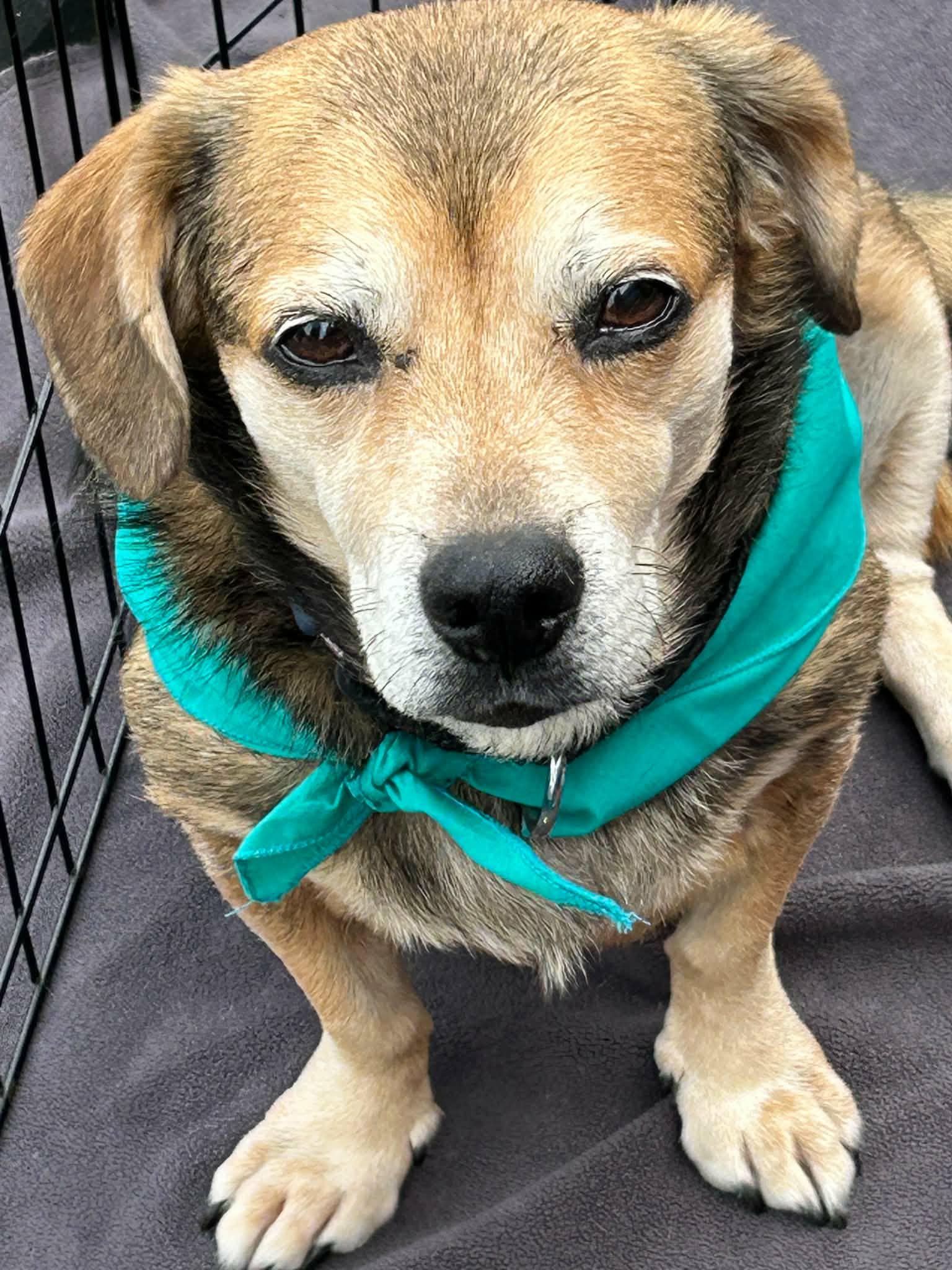 Rusty, Adopted, Adult Male Beagle.
