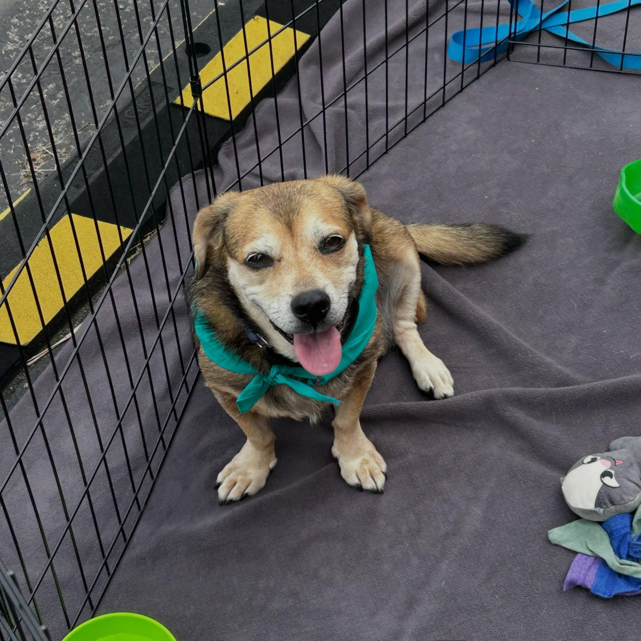 Enlarge Rusty, a Adopted mixed breed in Kenmore, NY image 3/3