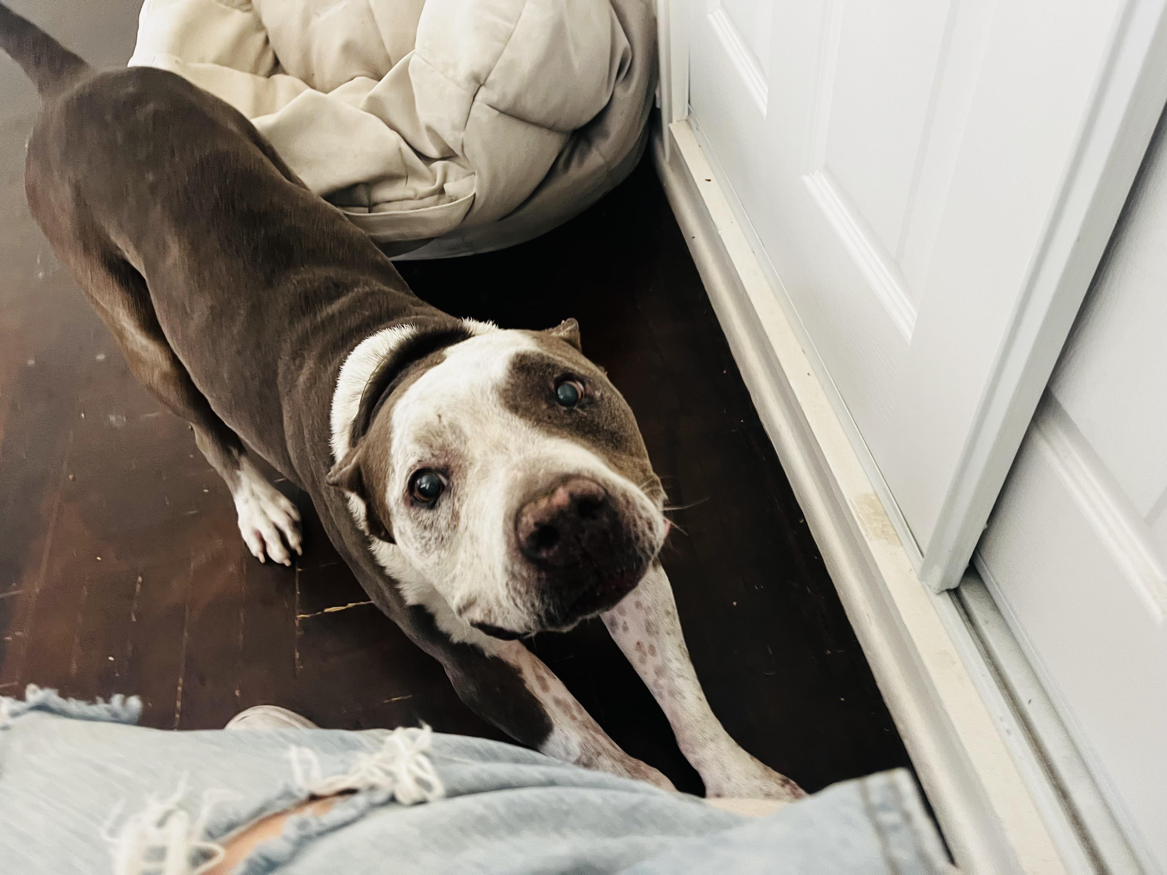 Rocco, a Adoptable Pit Bull Terrier in Reno, NV image 6/6
