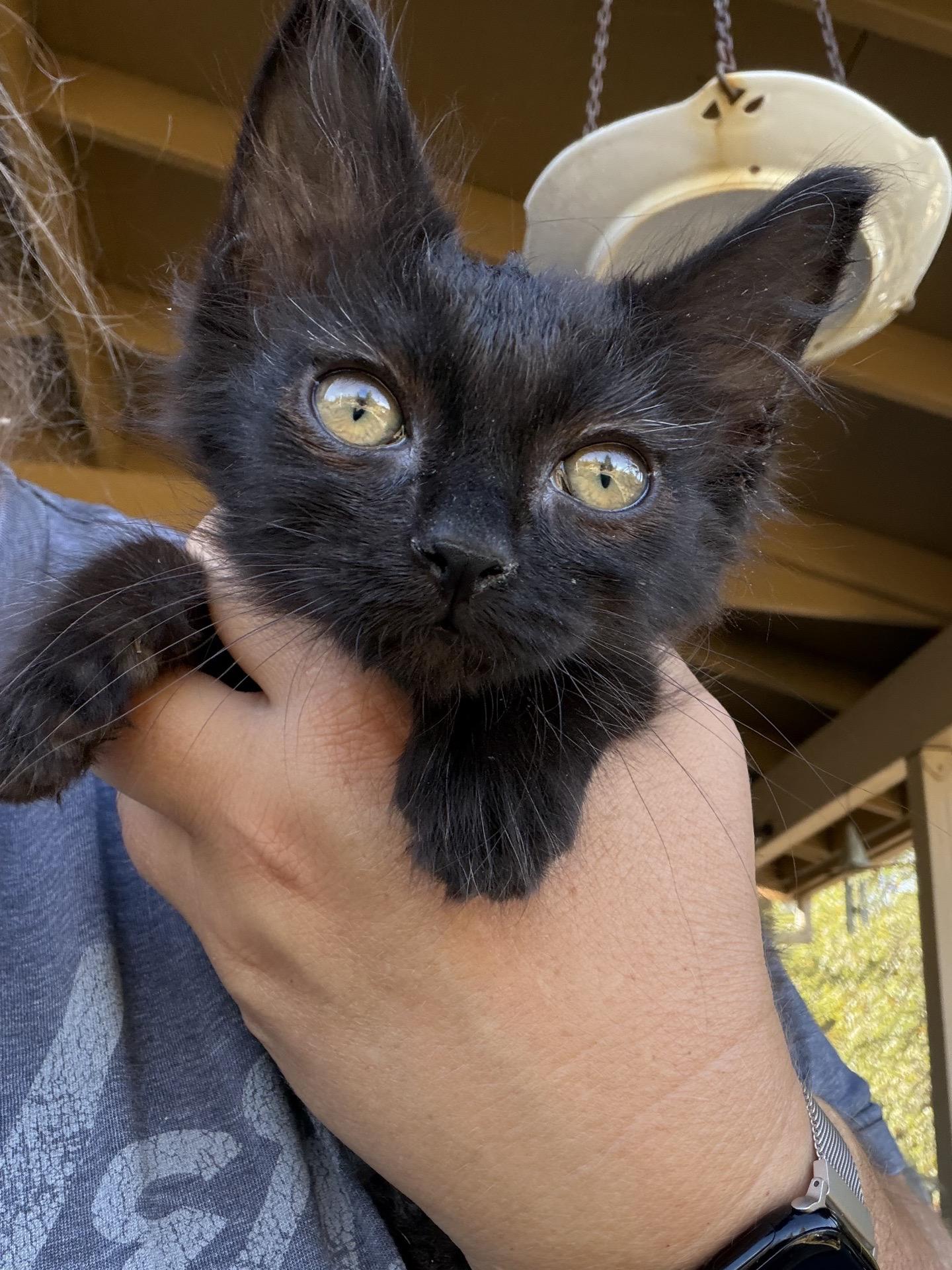Sirah, Adopted, Kitten Female Domestic Long Hair.