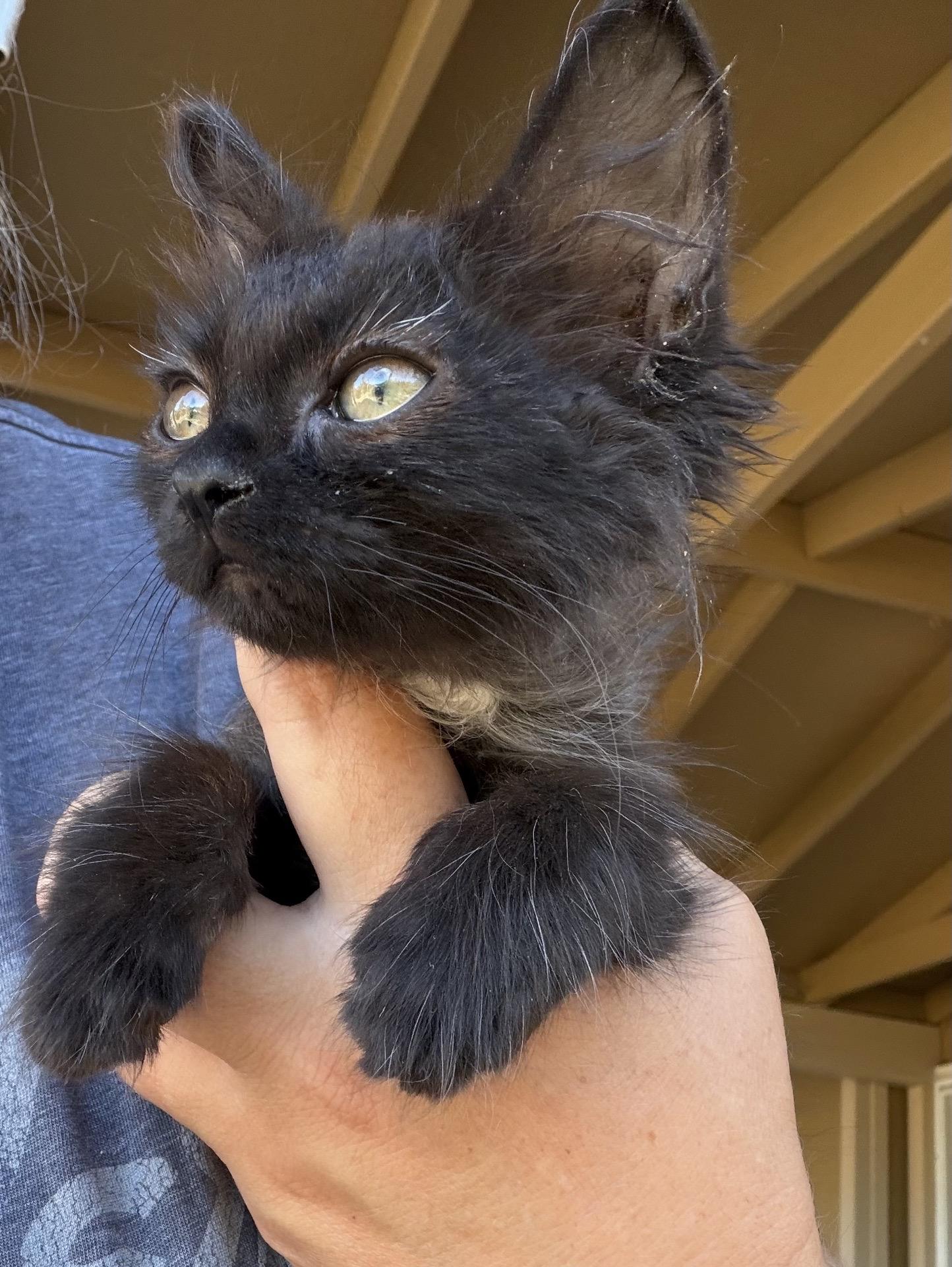 Enlarge Sirah, a Adopted Domestic Long Hair in Sonora, CA image 2/2