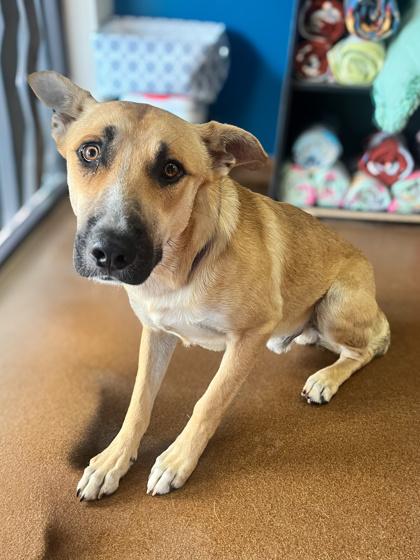 Enlarge Leon, a Adoptable German Shepherd Dog in Winfield, KS image 1/1
