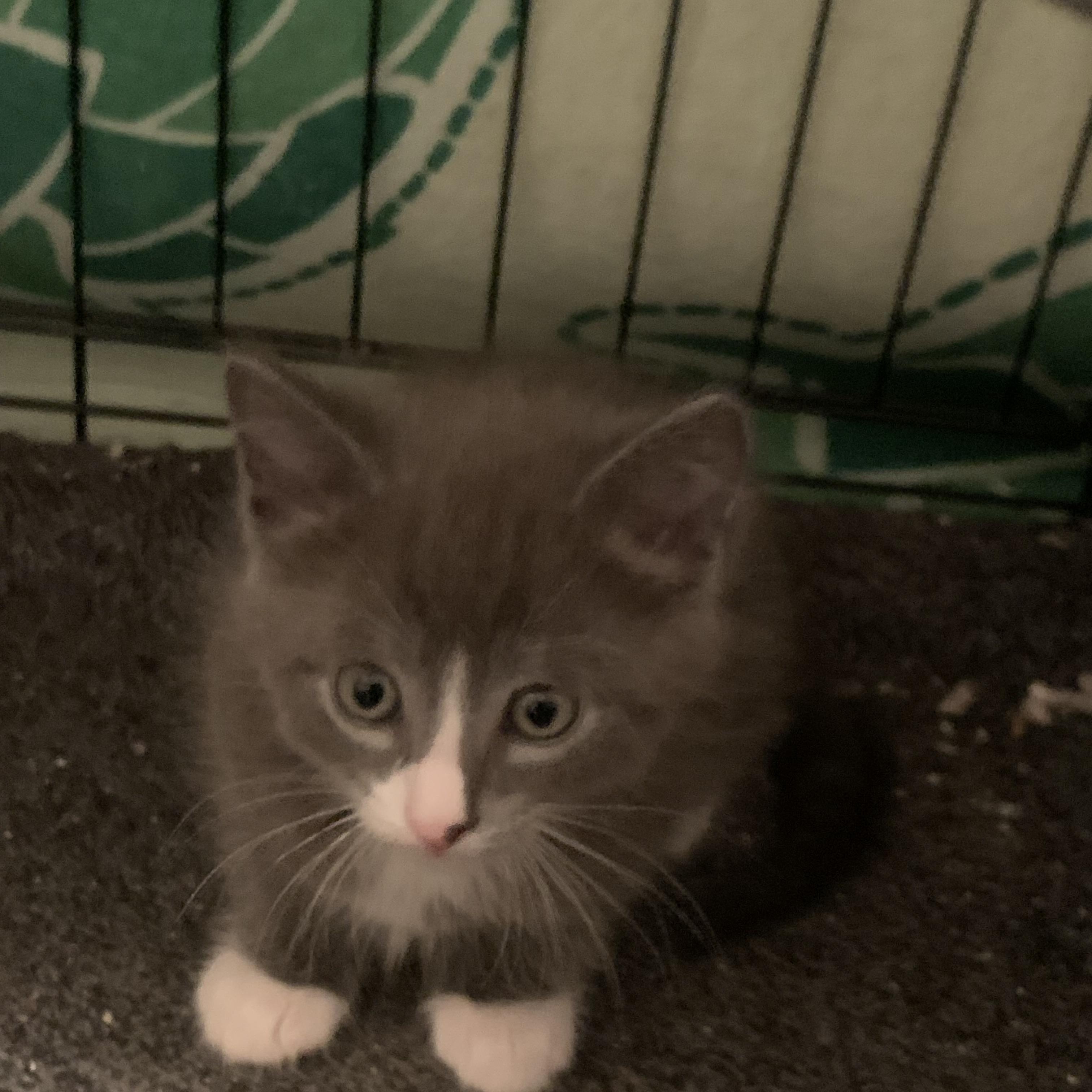 Enlarge Leo, a ADOPTABLE Domestic Medium Hair in Shelby Township, MI image 2/2