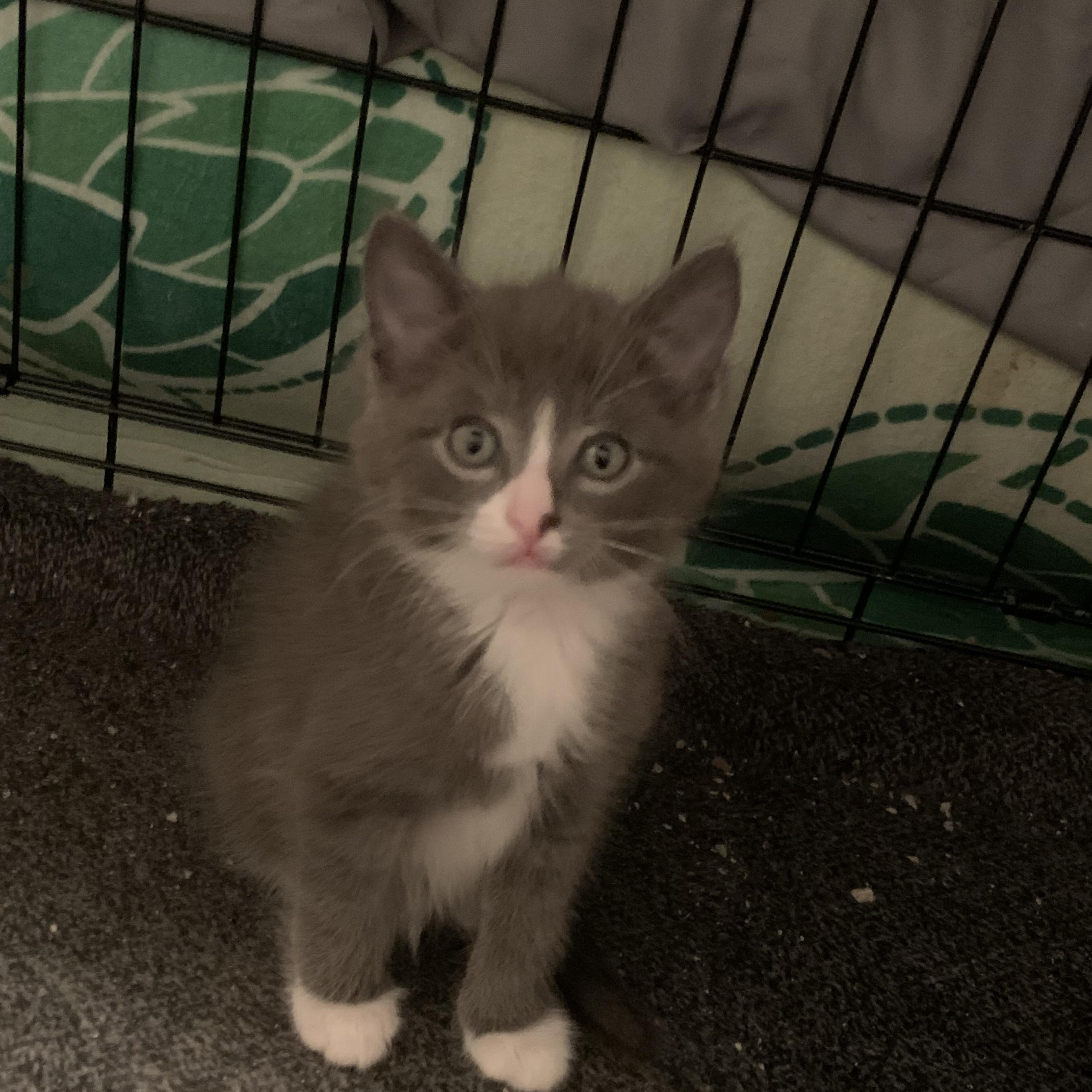 Enlarge Leo, a ADOPTABLE Domestic Medium Hair in Shelby Township, MI image 1/2