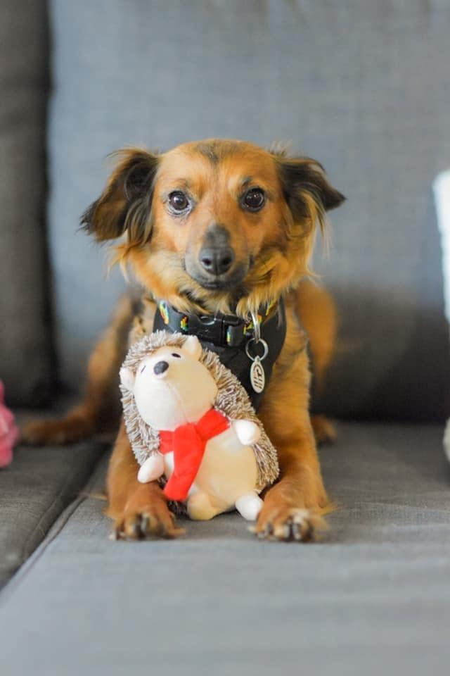 Princess, Adopted, Adult Female Dachshund.