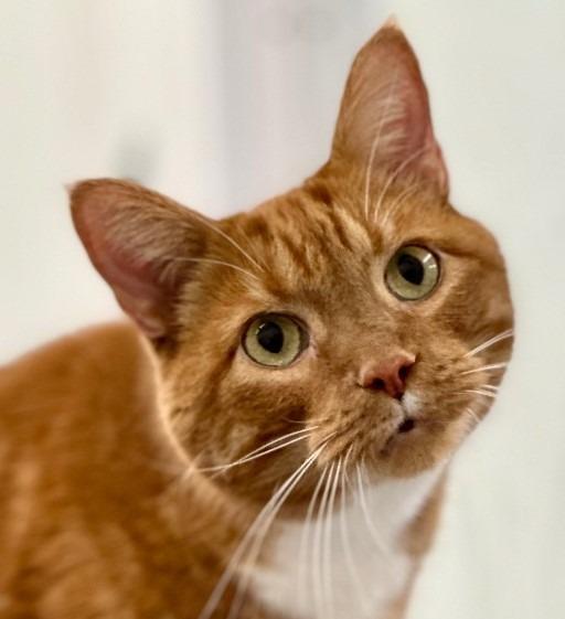 Enlarge Bugsy, a Adoptable mixed breed in Cumberland, ME image 1/4