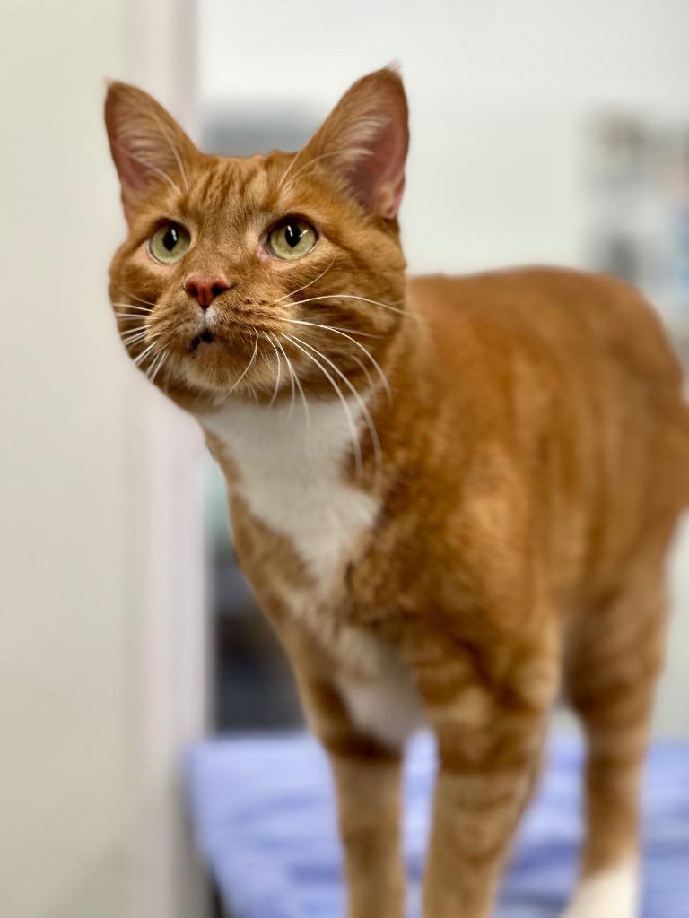 Enlarge Bugsy, a Adoptable mixed breed in Cumberland, ME image 2/4