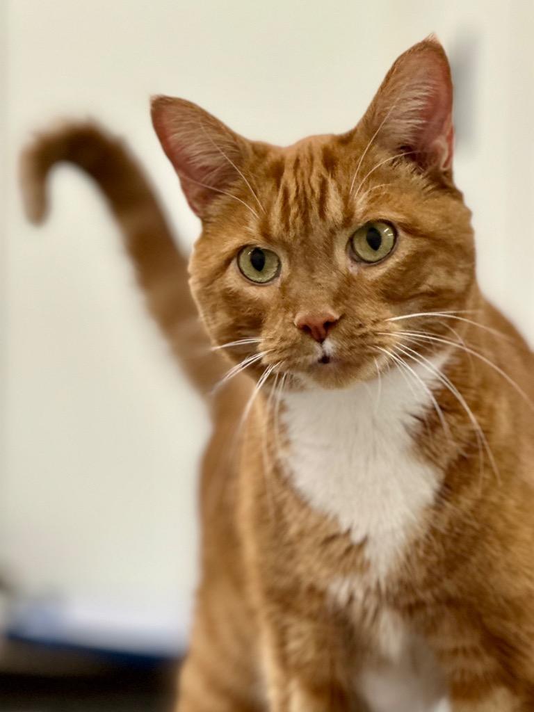 Bugsy, a Adoptable mixed breed in Cumberland, ME image 3/4