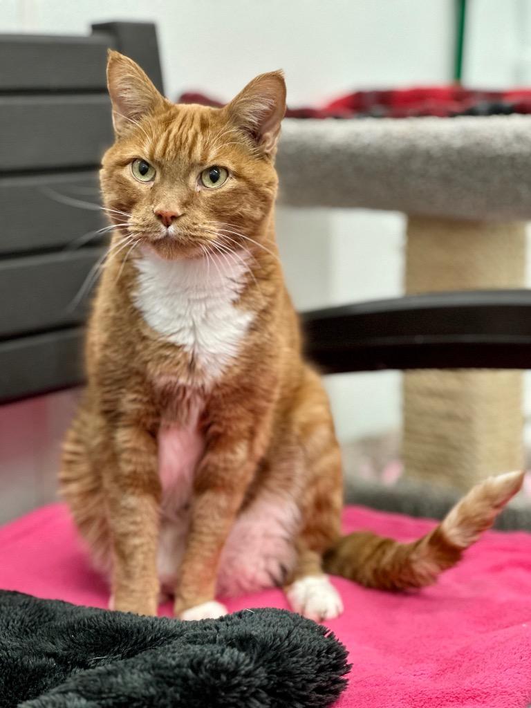 Enlarge Bugsy, a Adoptable mixed breed in Cumberland, ME image 3/4