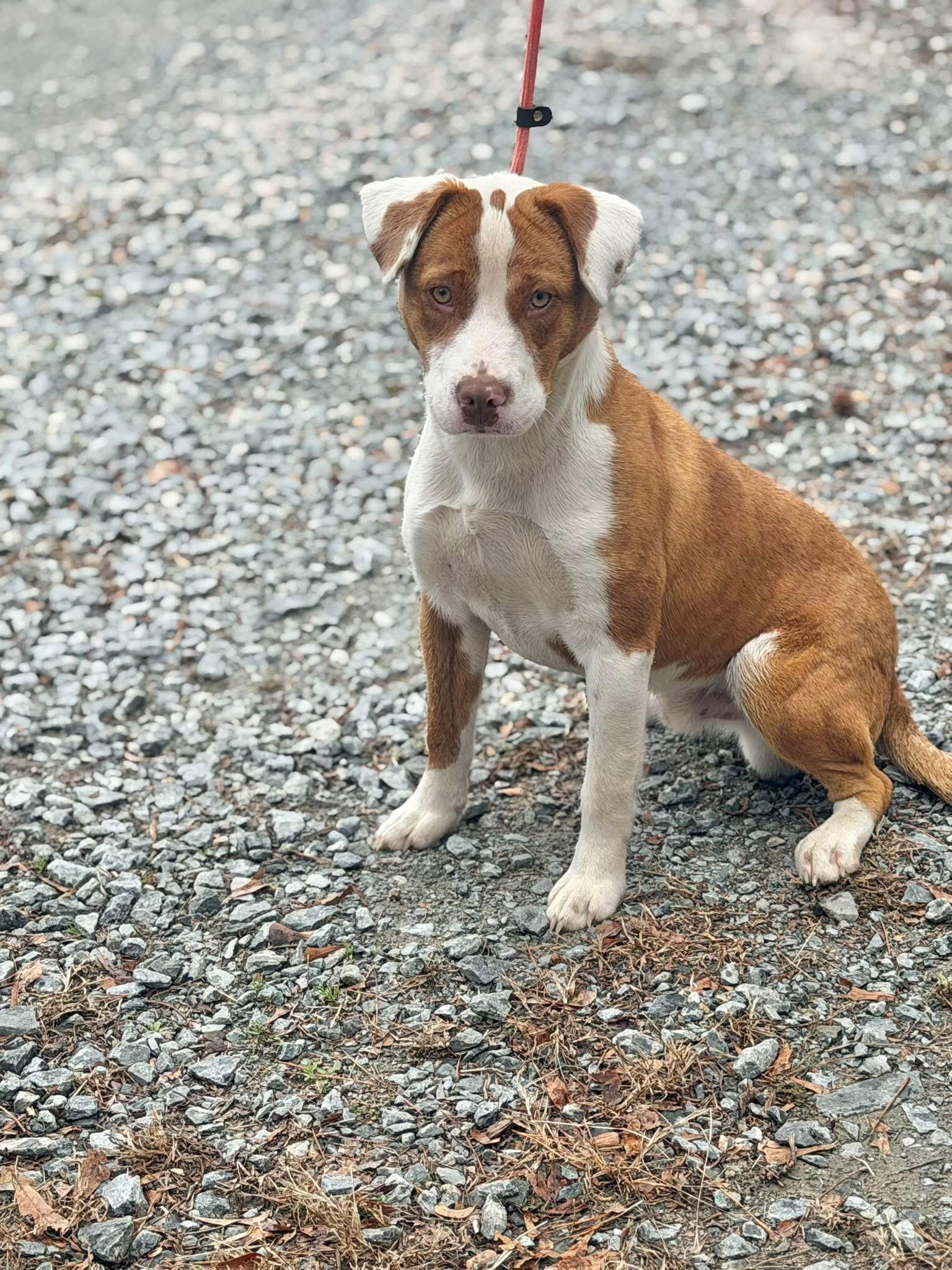 Enlarge Barney, a ADOPTABLE mixed breed in Elizabethtown, NC image 1/1