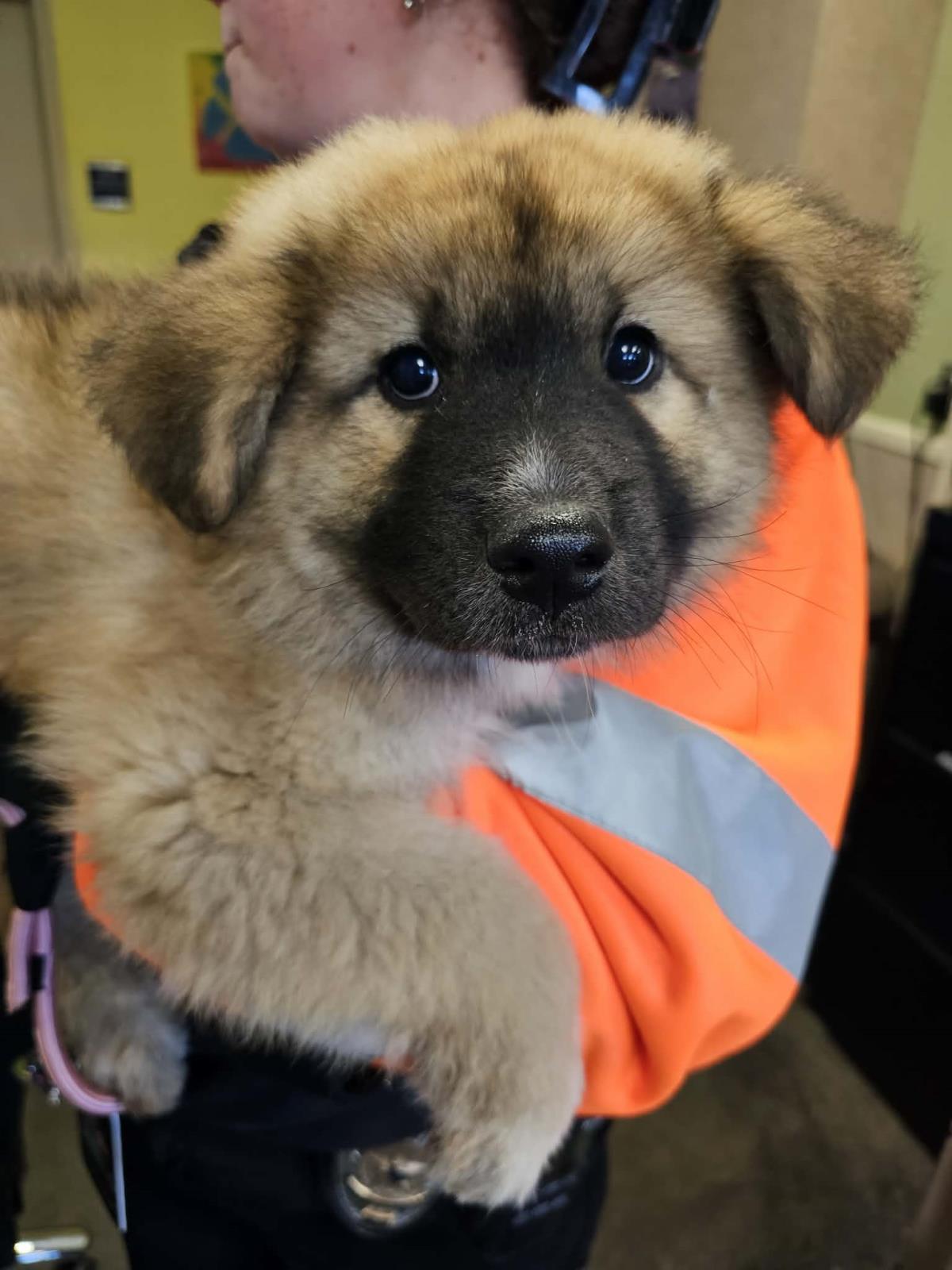 Yogi Paw-Erra- In Foster Home