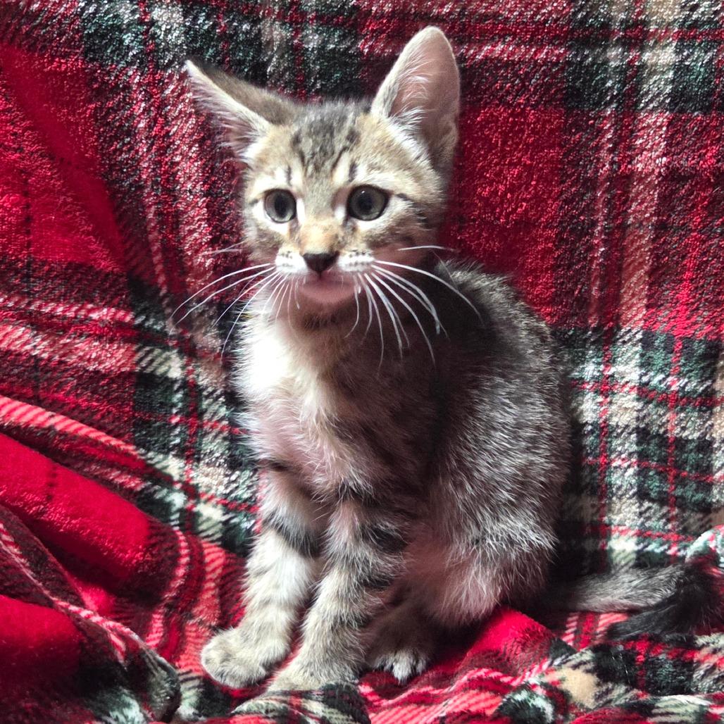 Enlarge Otis, a Adoptable Domestic Short Hair in Houston, TX image 1/2