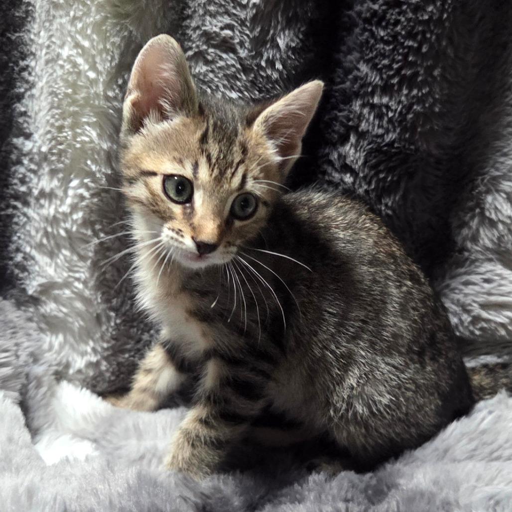 Enlarge Otis, a Adoptable Domestic Short Hair in Houston, TX image 2/2