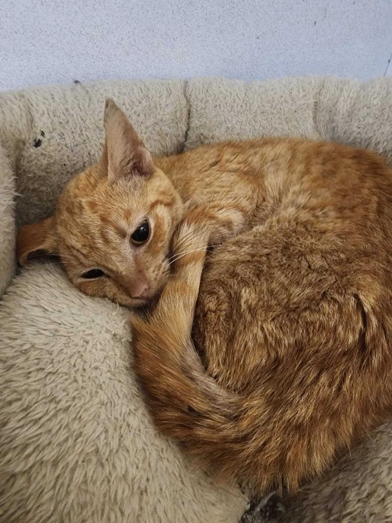 Opossum, Adoptable, Young Female Domestic Short Hair.