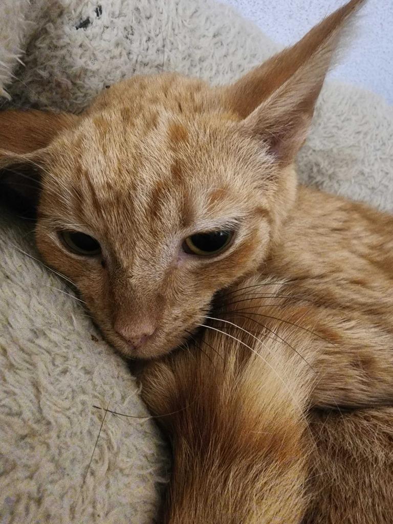 Enlarge Opossum, a Adoptable mixed breed in New Kensington, PA image 3/4