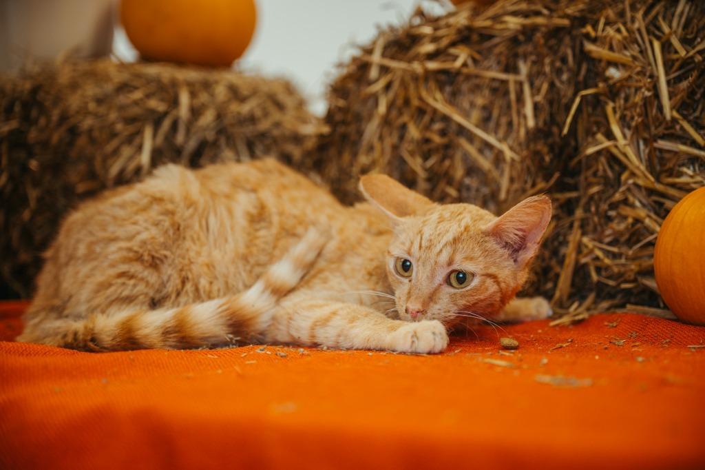 Enlarge Opossum, a Adoptable mixed breed in New Kensington, PA image 1/4
