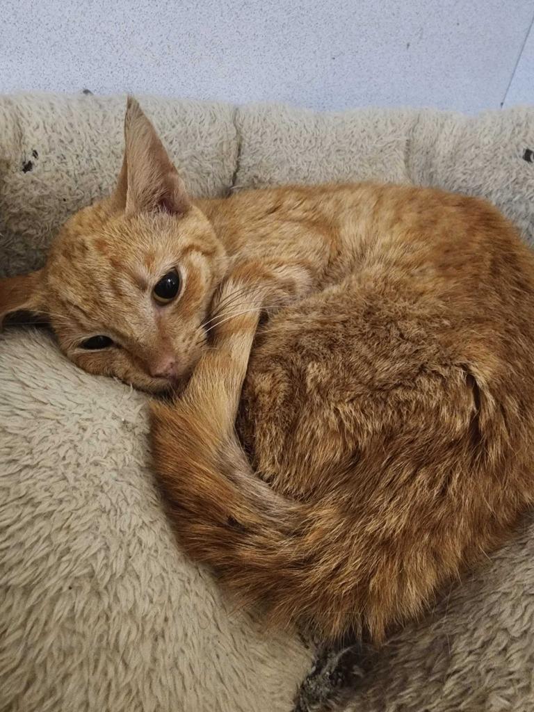 Enlarge Opossum, a Adoptable mixed breed in New Kensington, PA image 2/4