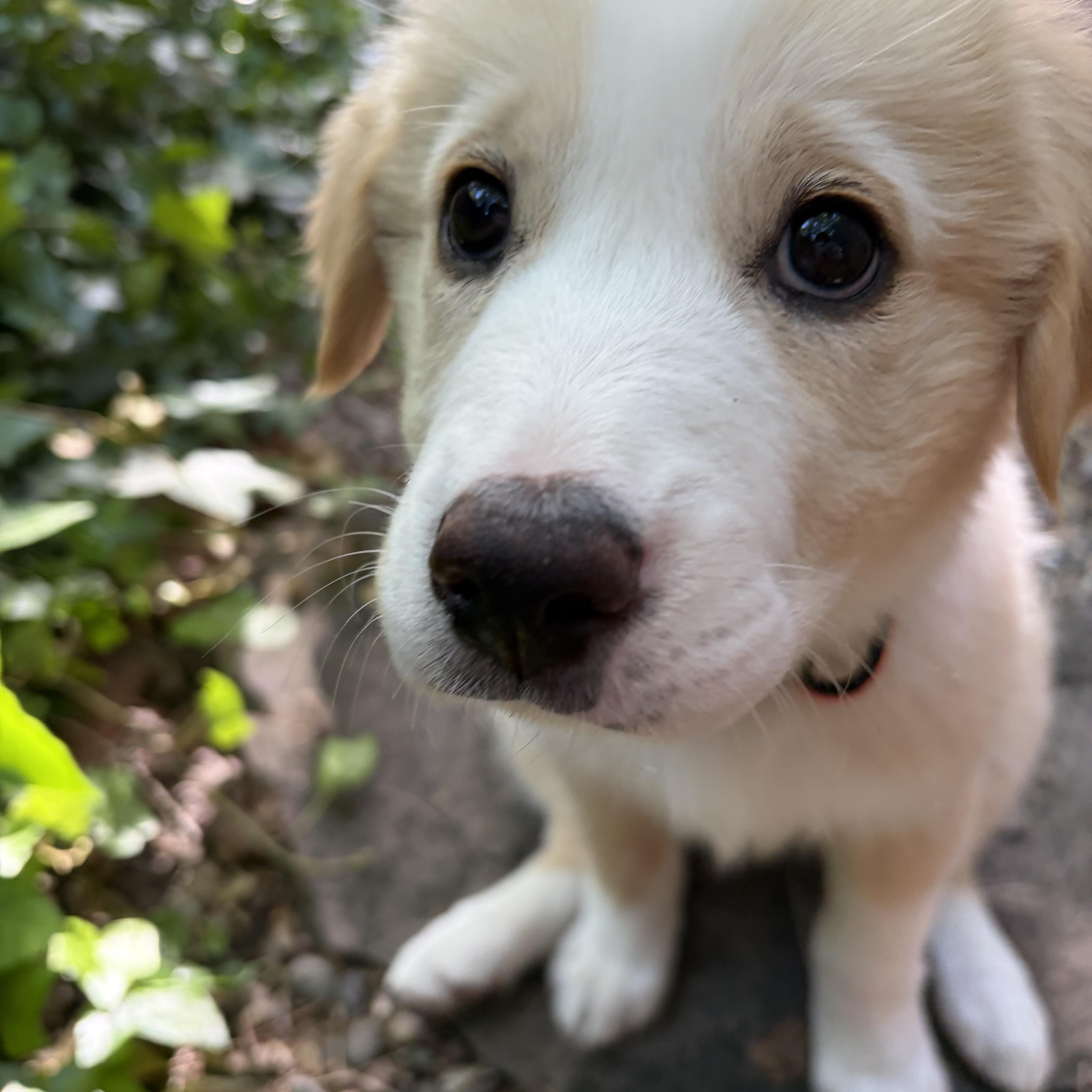 Jasmine, adopted, Puppy Female Collie & Shepherd.