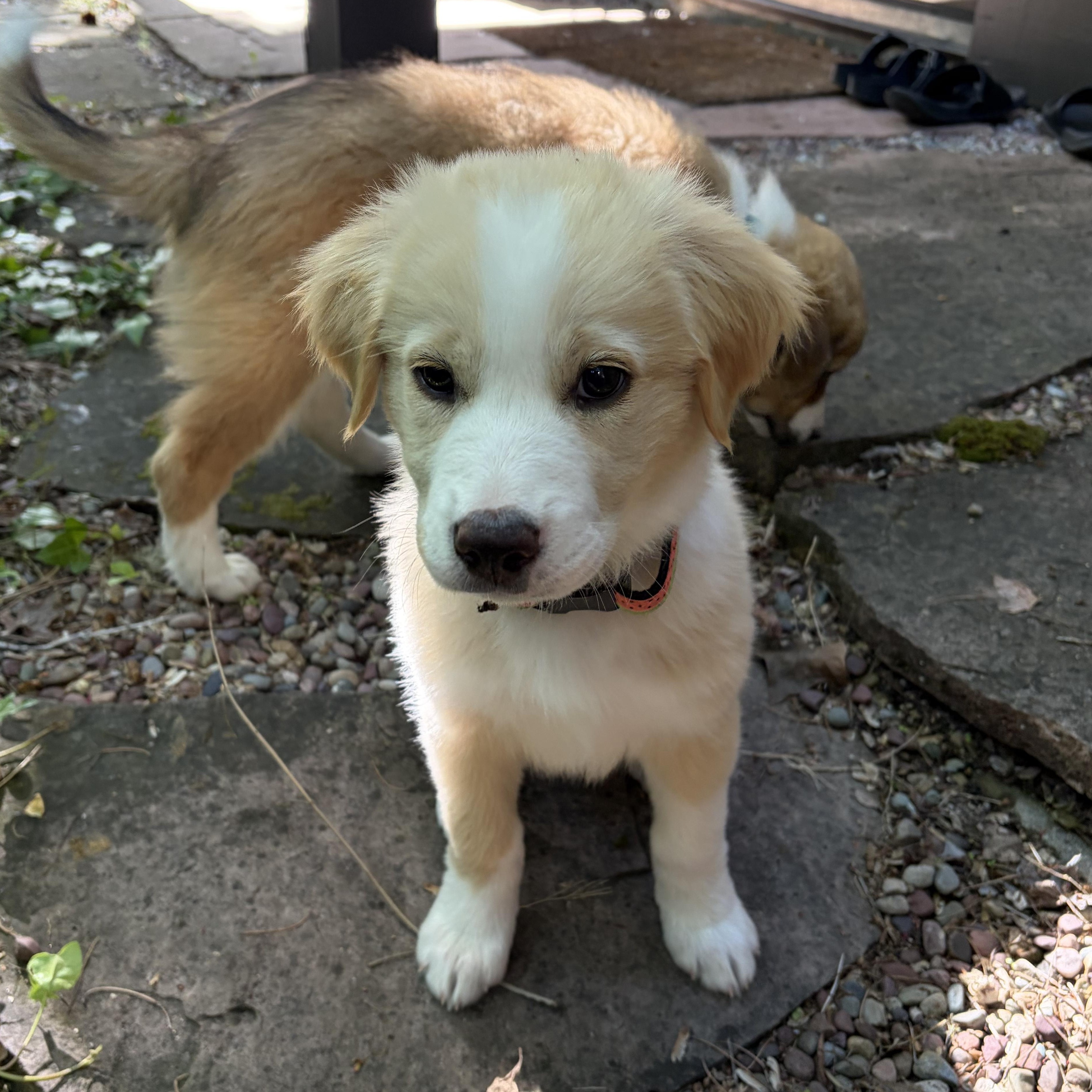 Enlarge Jasmine, an adopted mixed breed in Los Gatos, CA image 2/4