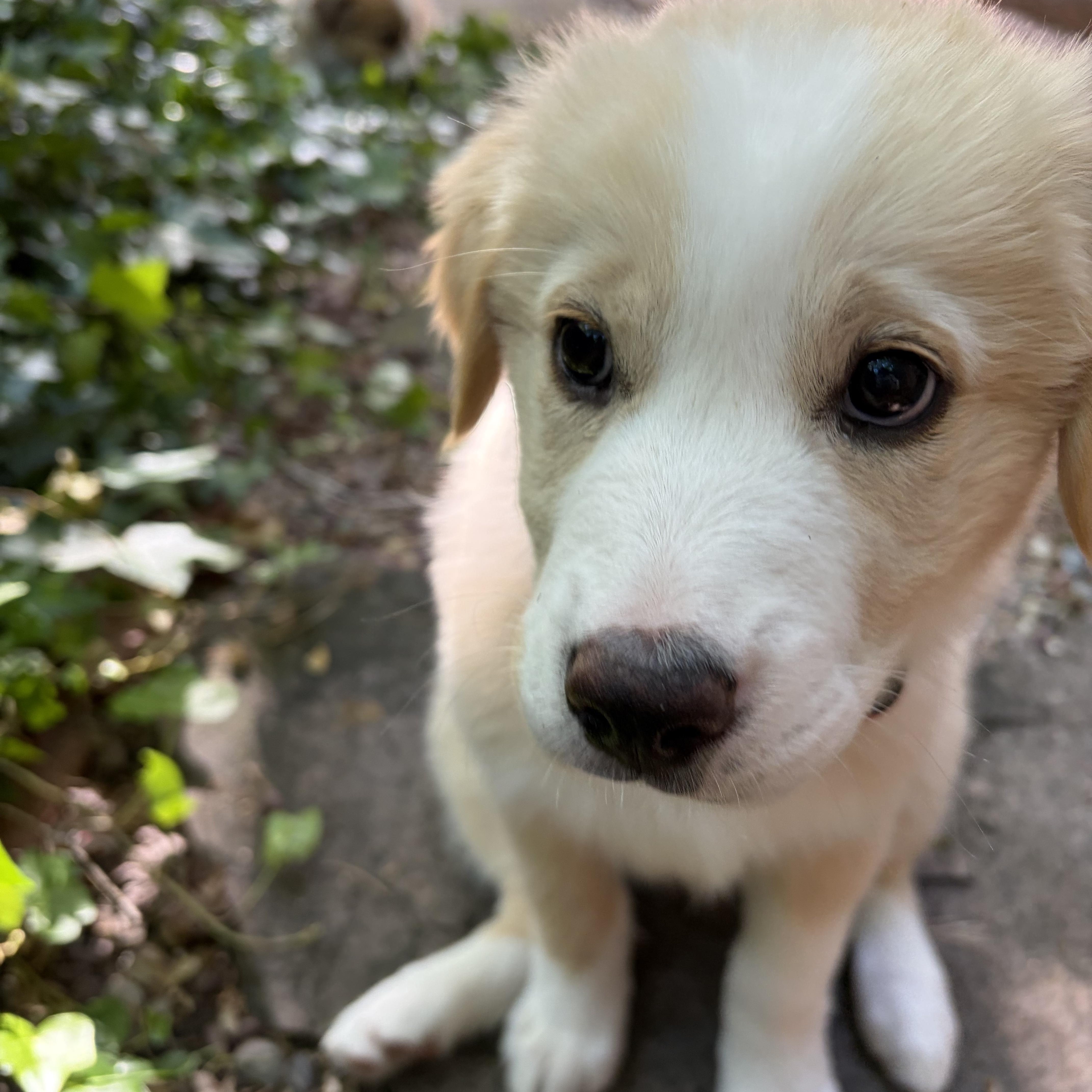 Enlarge Jasmine, an adopted mixed breed in Los Gatos, CA image 3/4