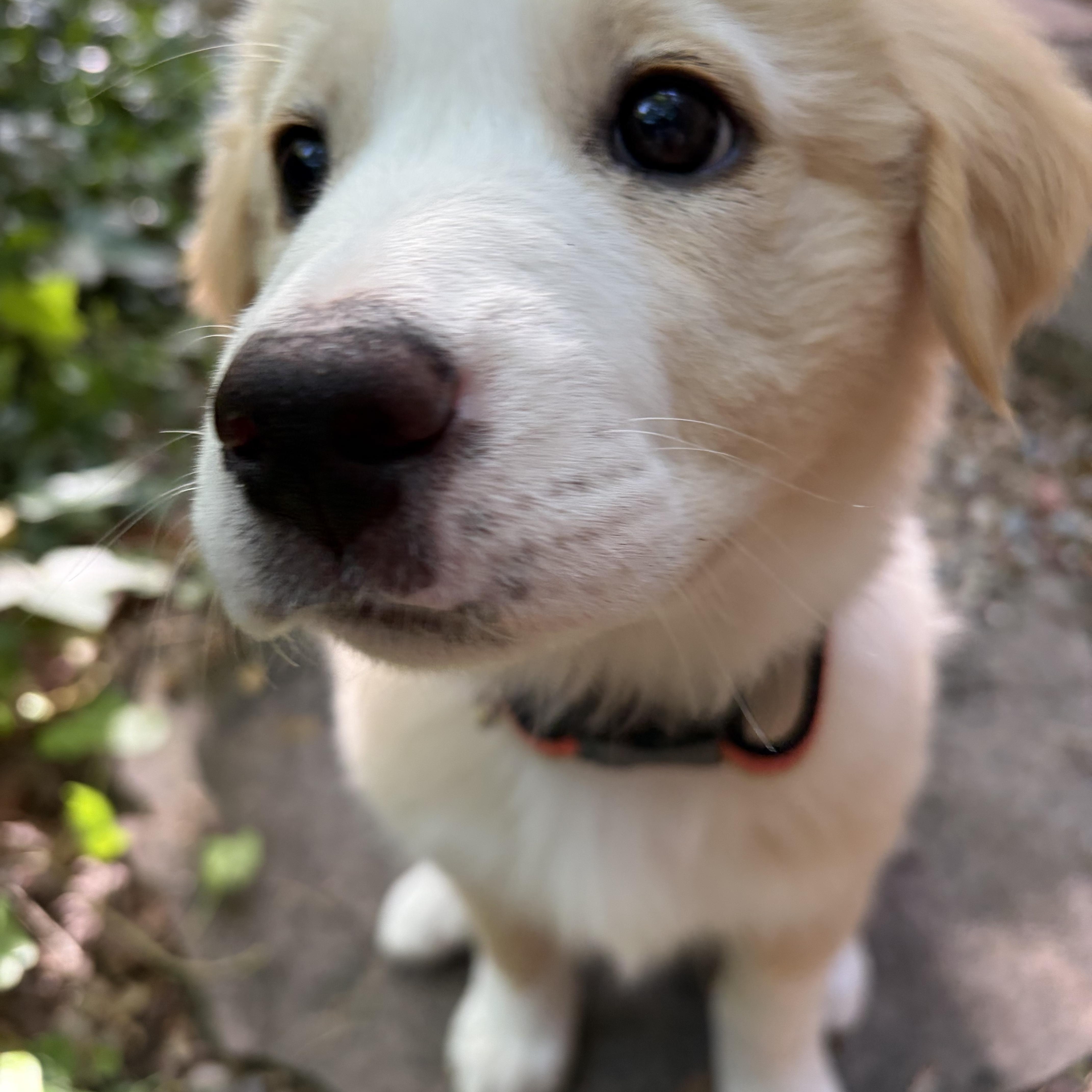 Enlarge Jasmine, an adopted mixed breed in Los Gatos, CA image 4/4