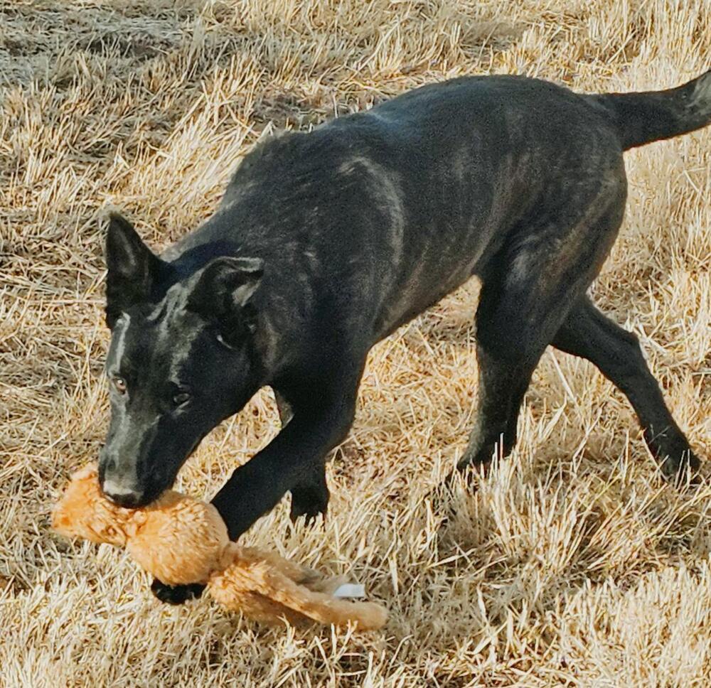 The River Pups - Cotton in NM fka Echo, Adoptable, Young Female Dutch Shepherd & Belgian Shepherd / Malinois.