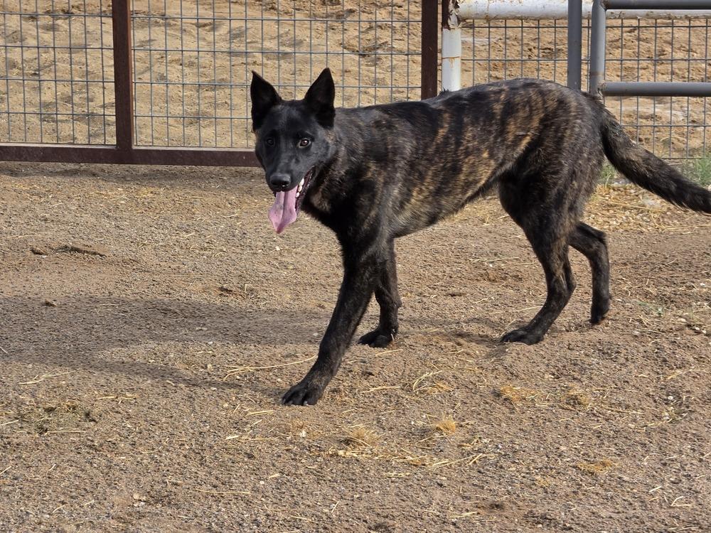Enlarge The River Pups - Cotton in NM fka Echo, a Adoptable mixed breed in Imlay City, MI image 2/5