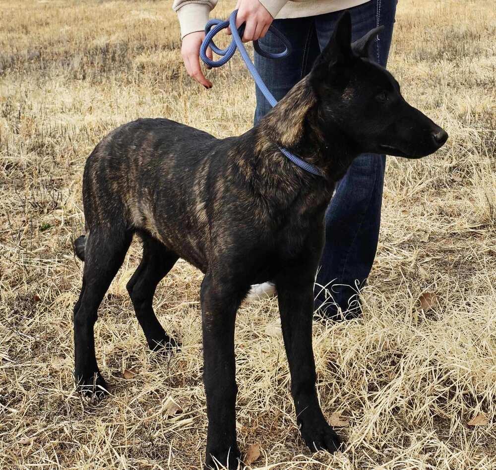 Enlarge The River Pups - Cotton in NM fka Echo, a Adoptable mixed breed in Imlay City, MI image 3/5