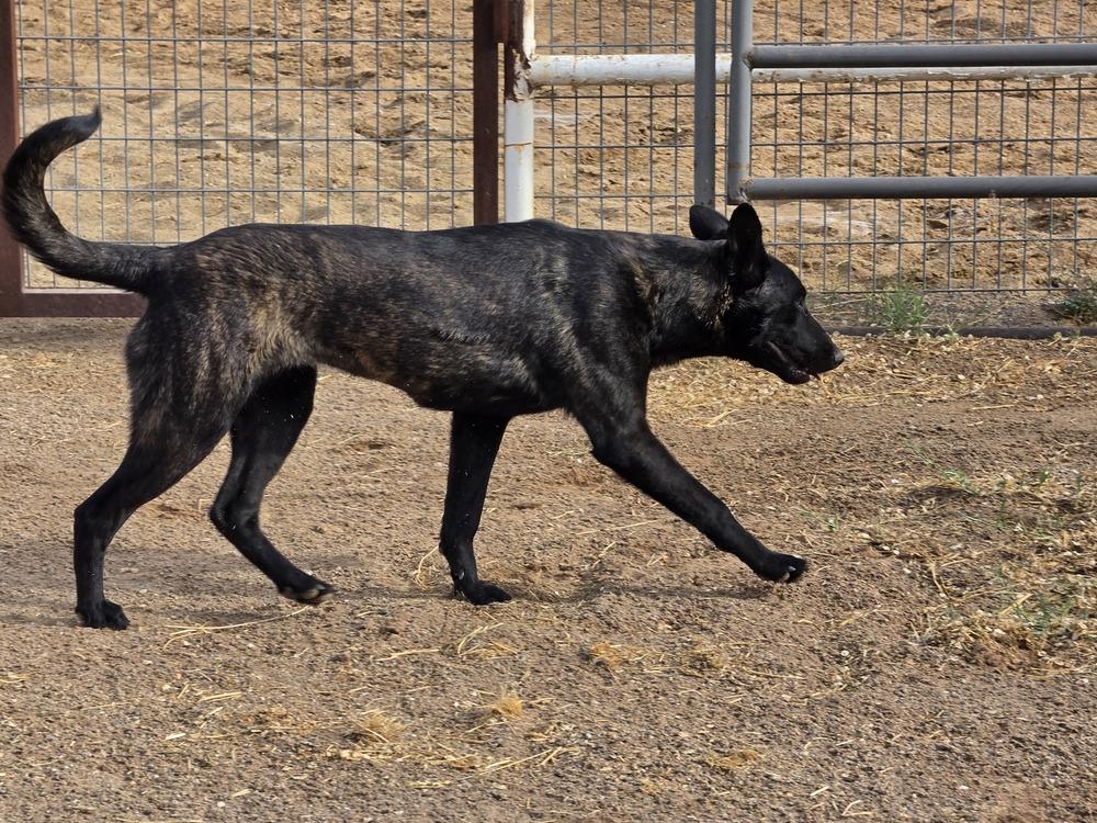 Enlarge The River Pups - Cotton in NM fka Echo, a Adoptable mixed breed in Imlay City, MI image 4/5