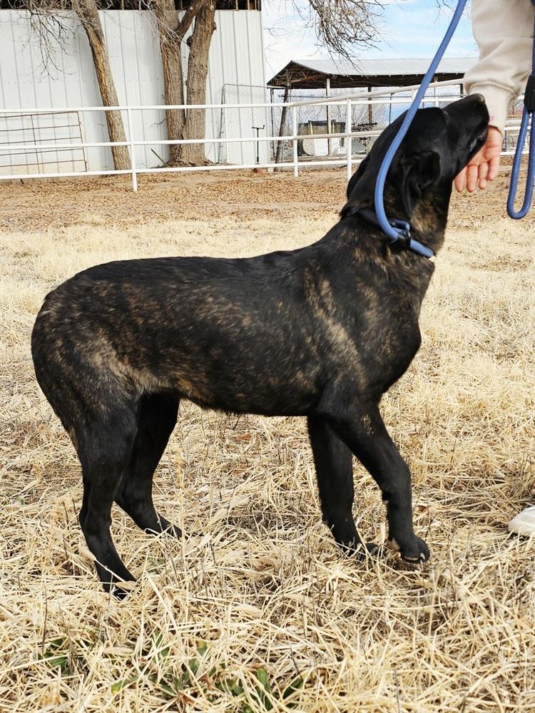 Enlarge The River Pups - Cotton in NM fka Echo, a Adoptable mixed breed in Imlay City, MI image 5/5