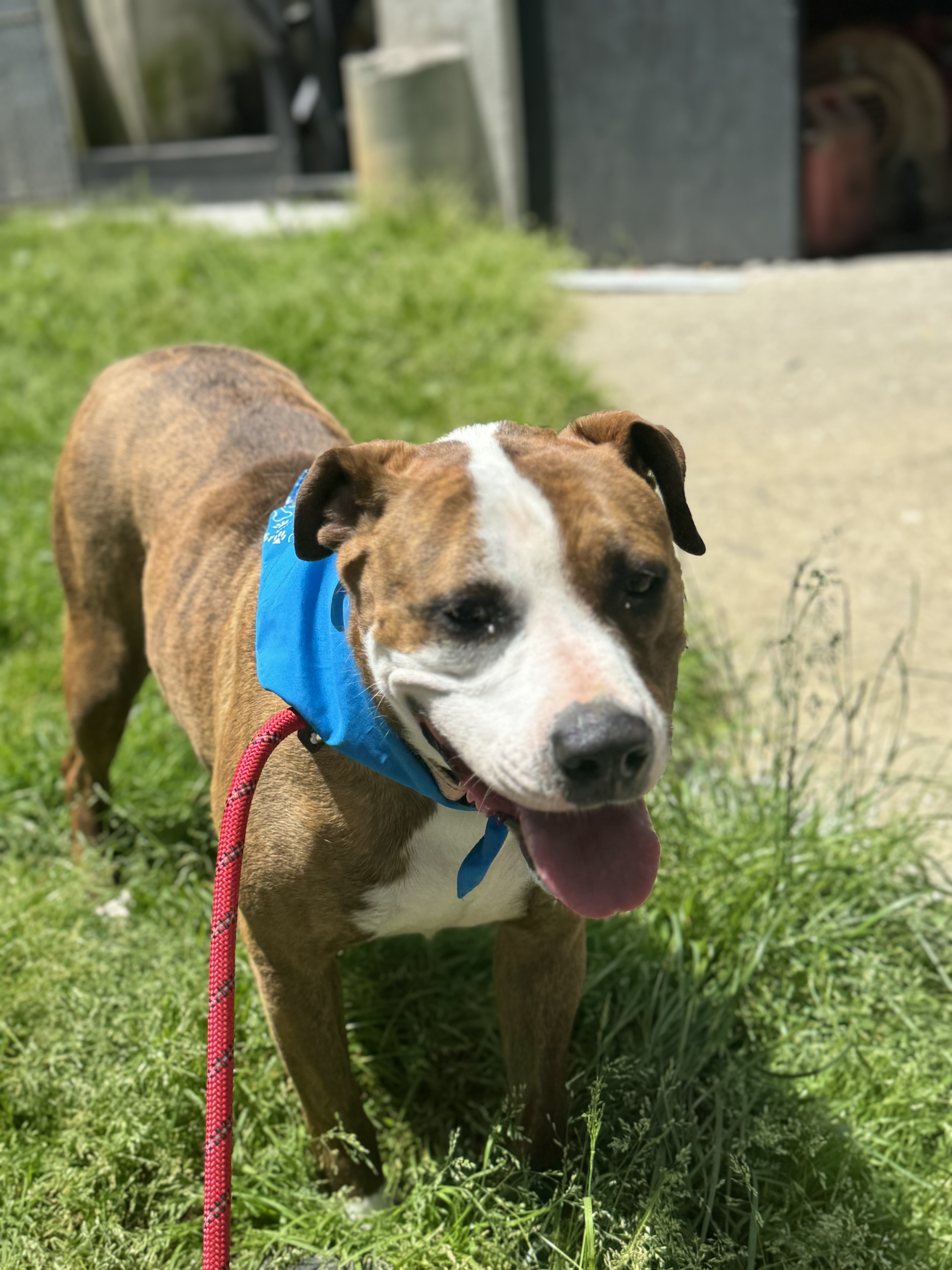 Adeline, a Adoptable Pit Bull Terrier in Bedford, NY image 5/6