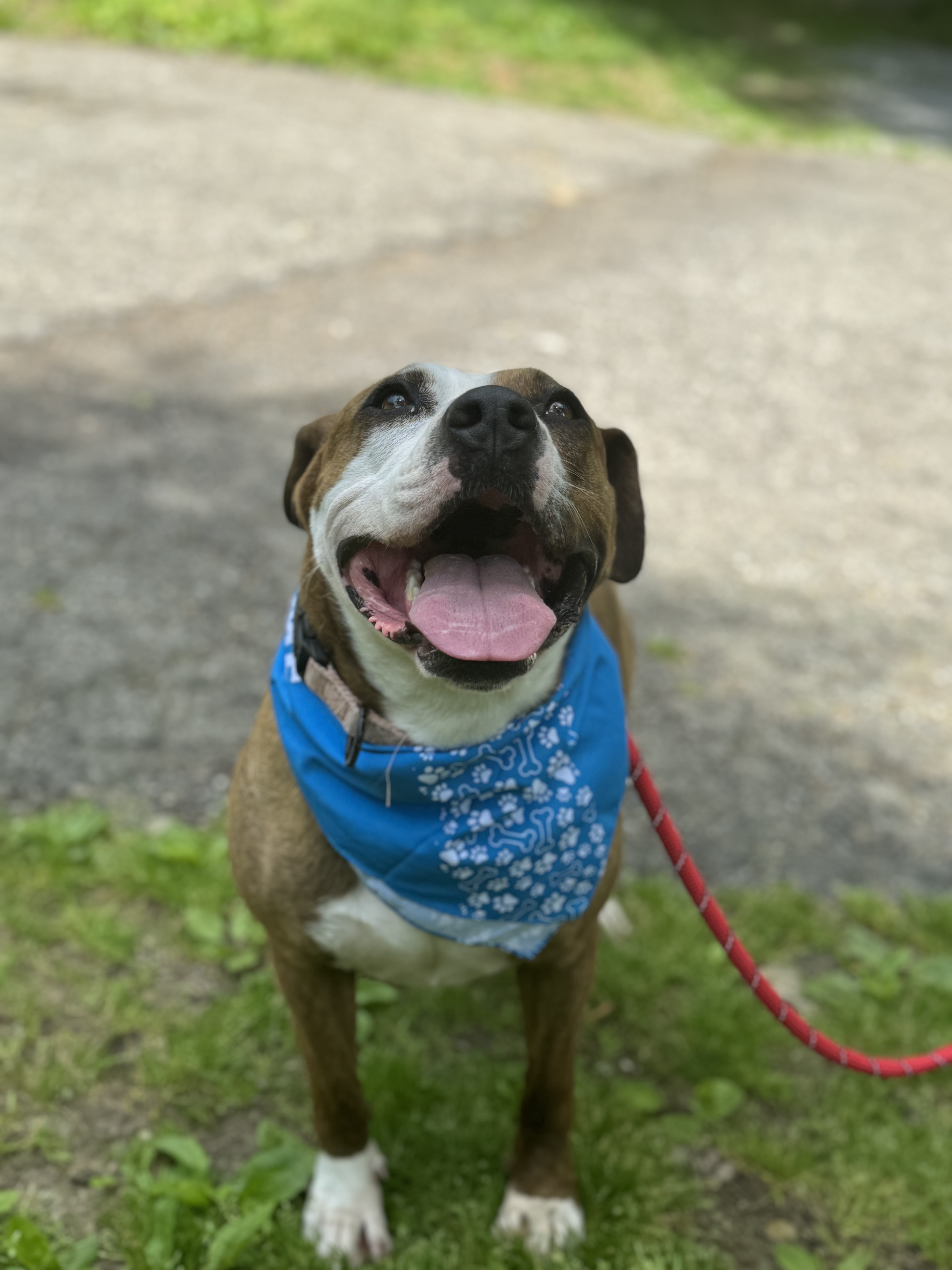 Adeline, a Adoptable Pit Bull Terrier in Bedford, NY image 3/6