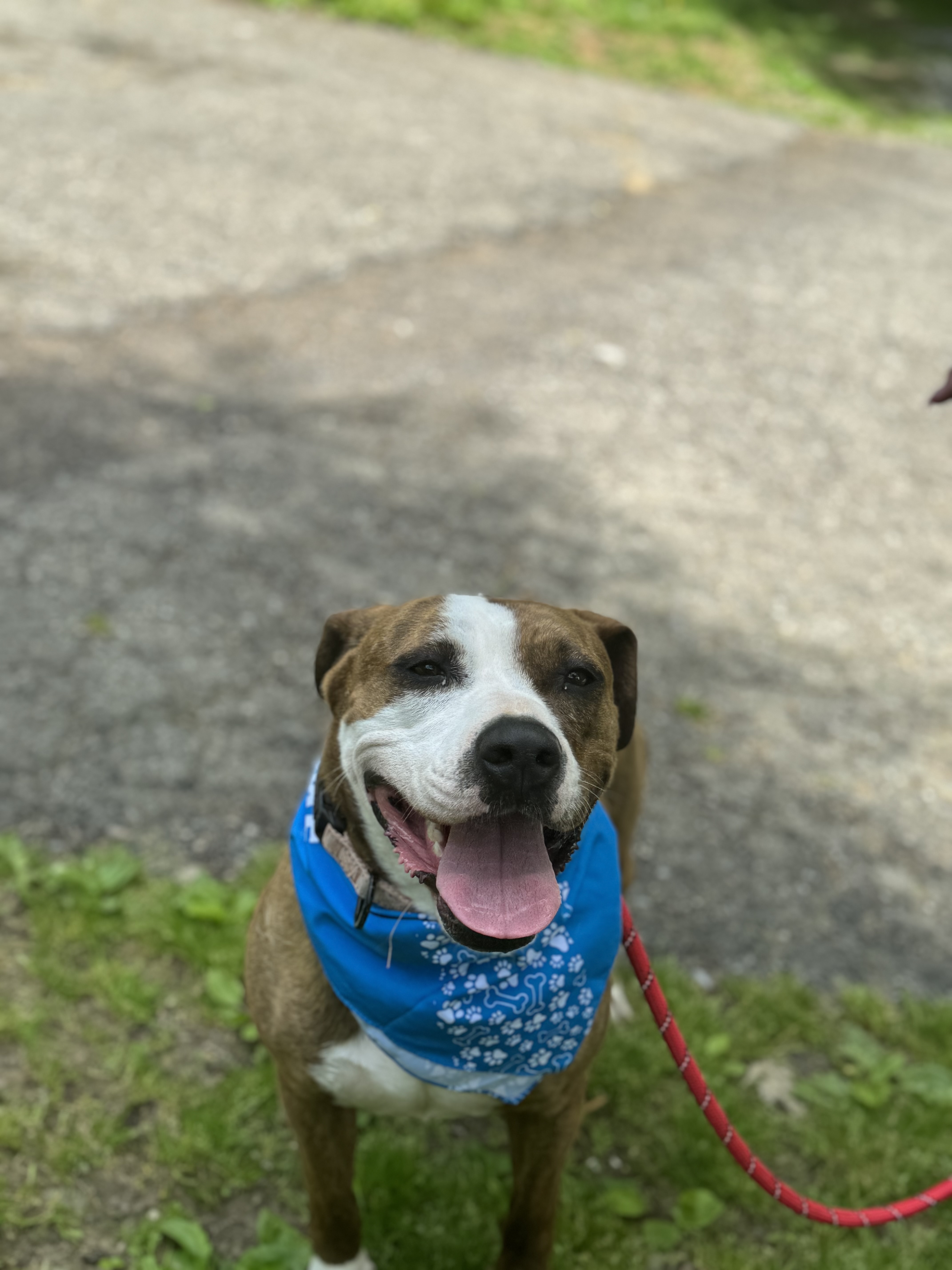 Adeline, a Adoptable Pit Bull Terrier in Bedford, NY image 4/6