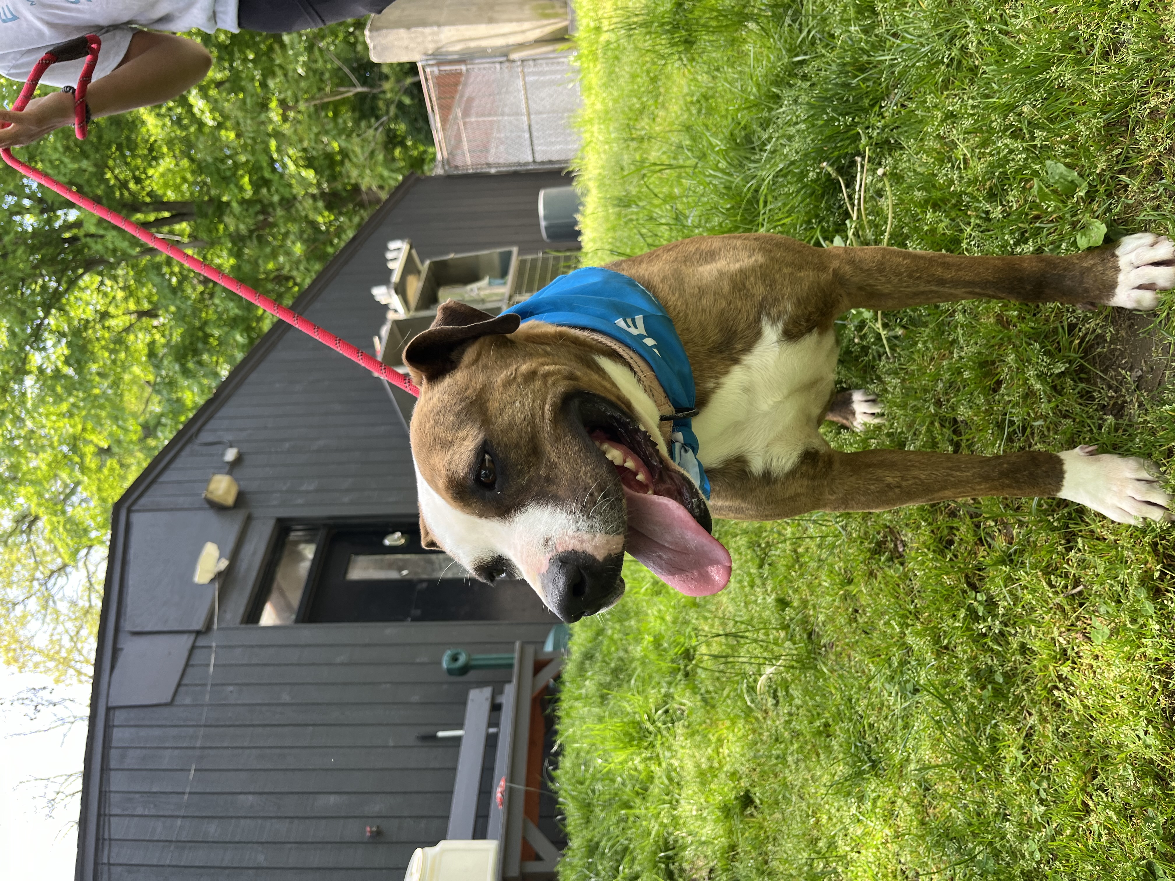 Adeline, Adoptable, Young Female Pit Bull Terrier.