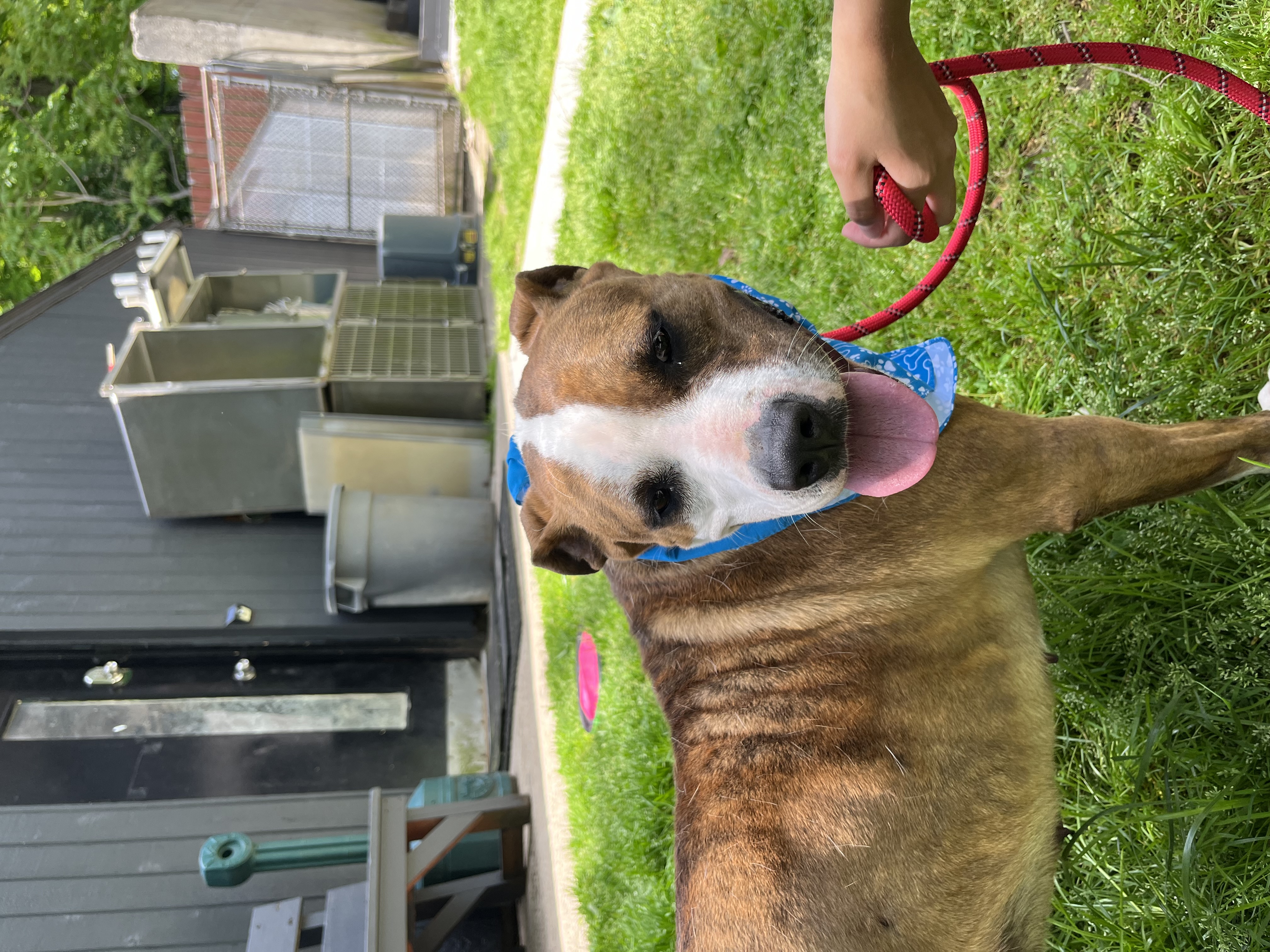 Adeline, a Adoptable Pit Bull Terrier in Bedford, NY image 6/6